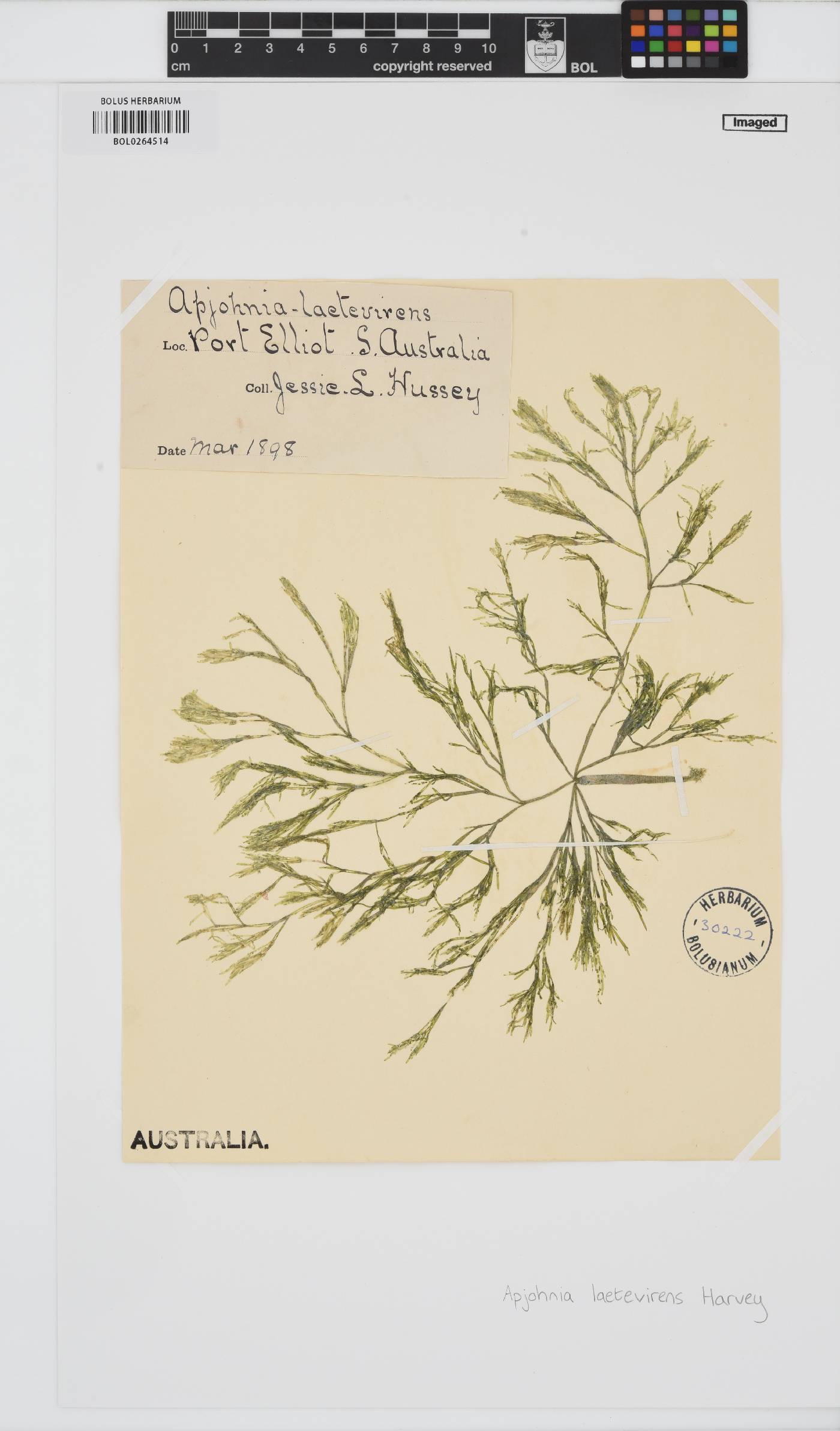 Apjohnia laetevirens image