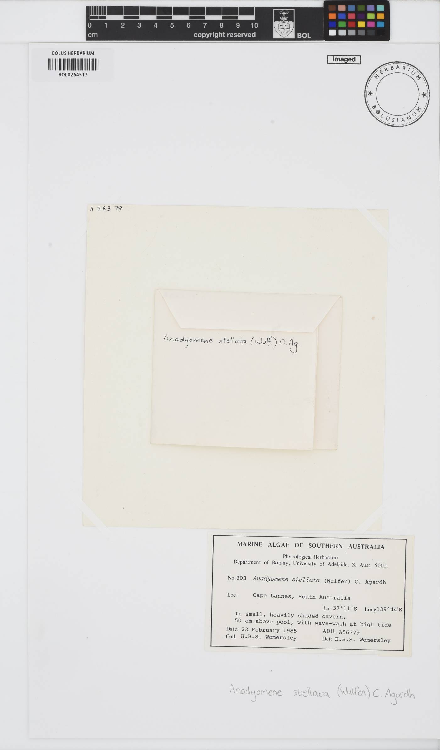 Anadyomene stellata image