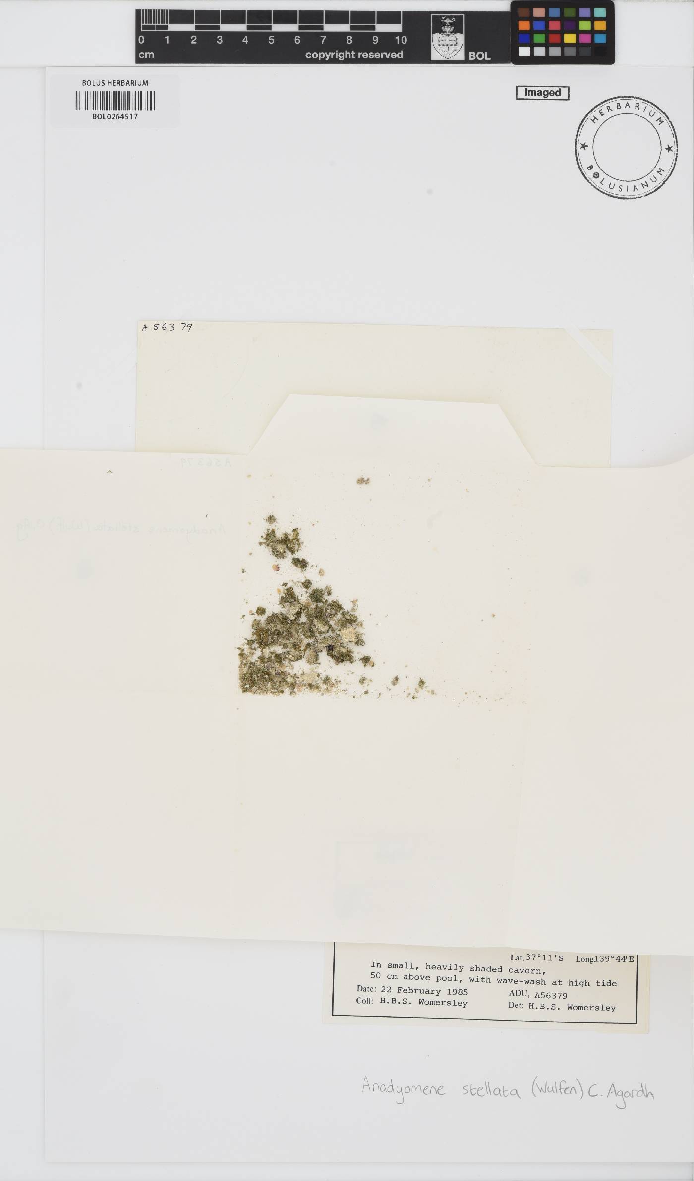 Anadyomene stellata image