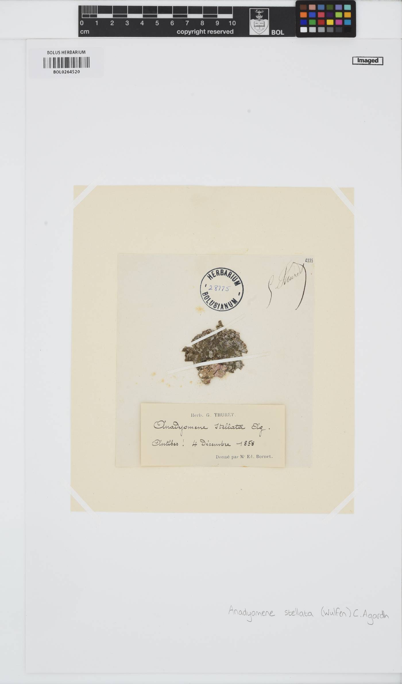 Anadyomene stellata image