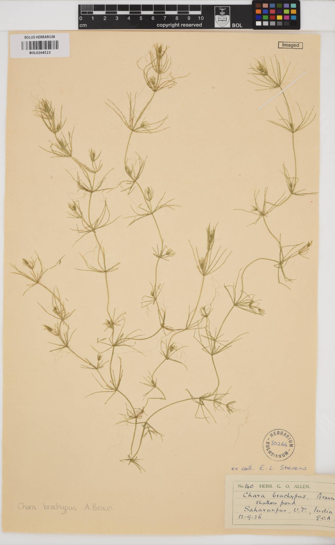 Chara setosa image