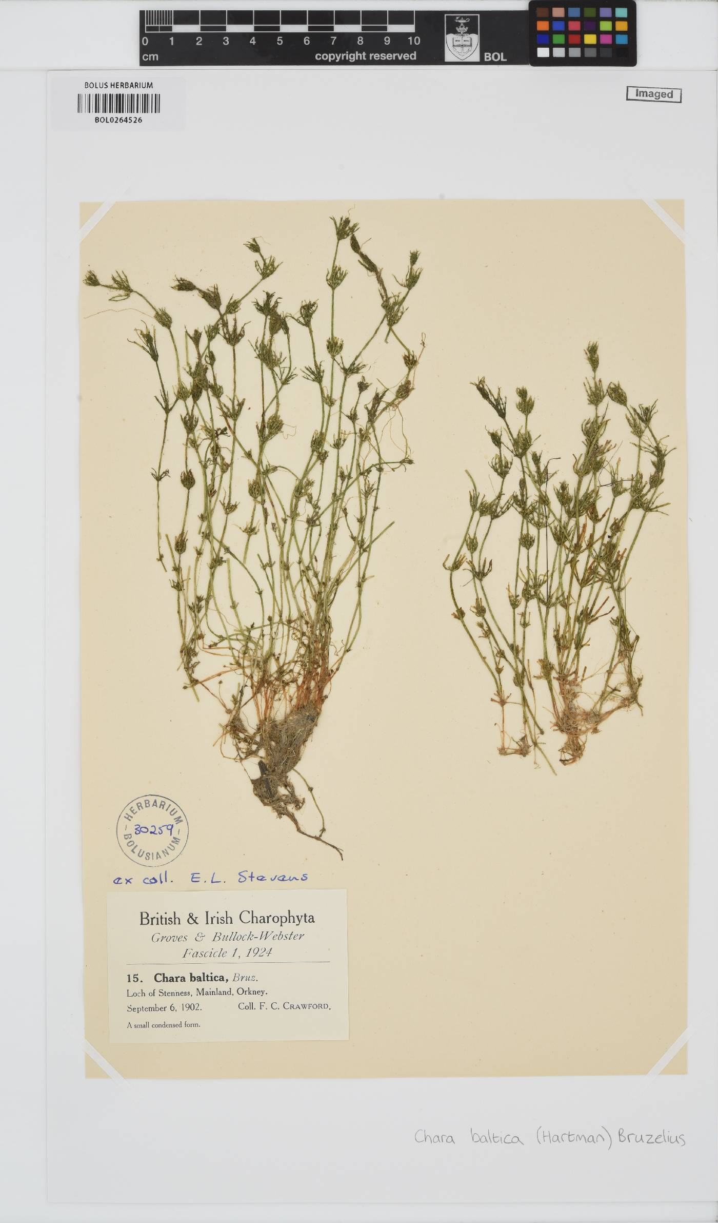 Chara baltica image