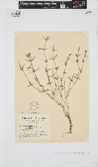 Chara baltica image