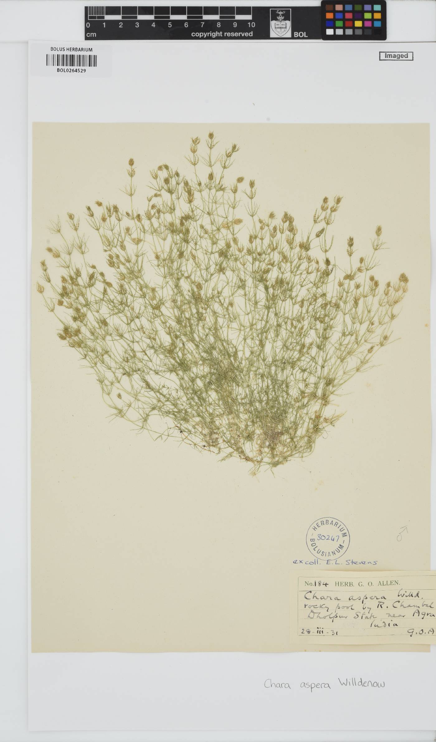Chara aspera image