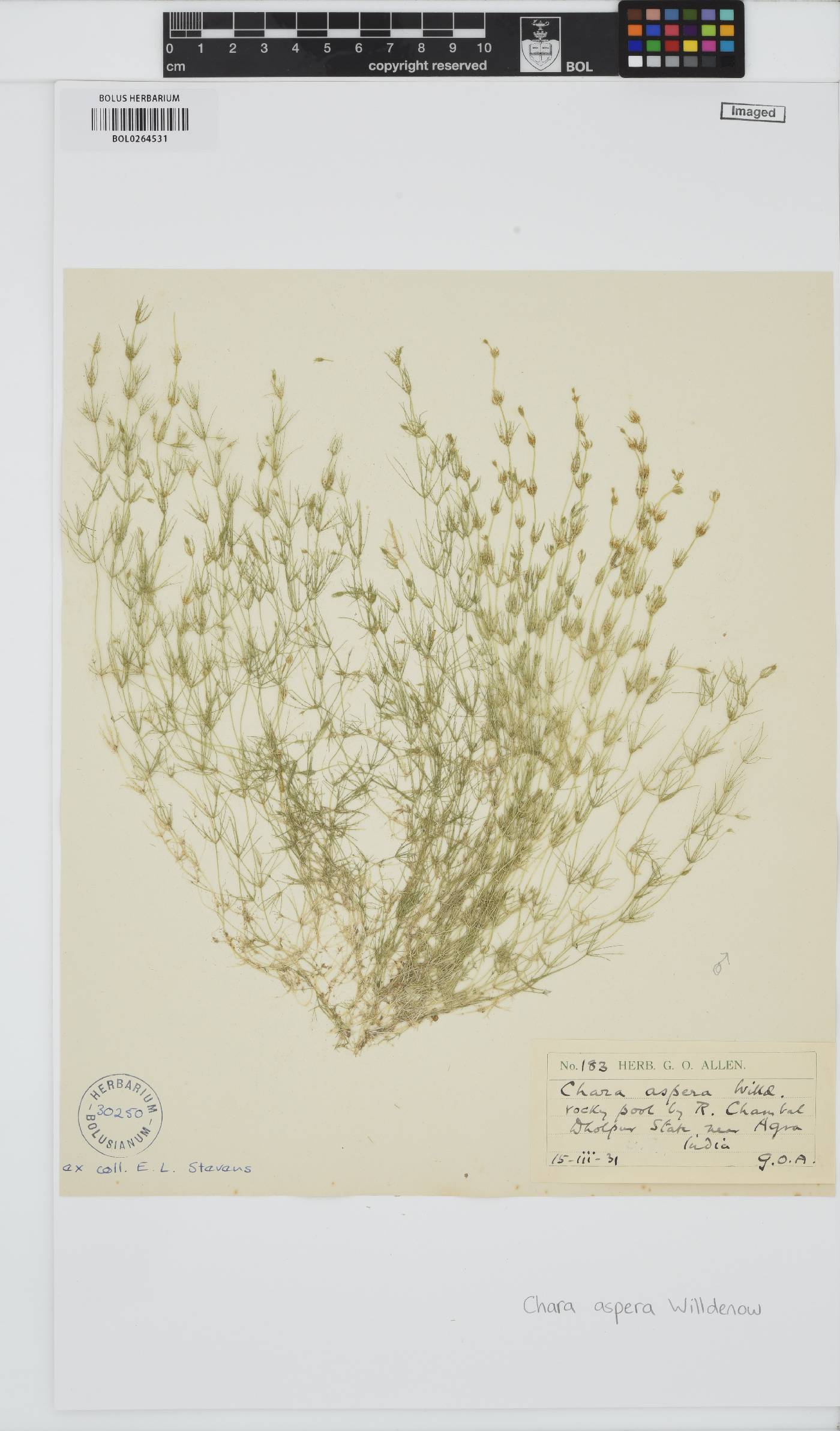 Chara aspera image