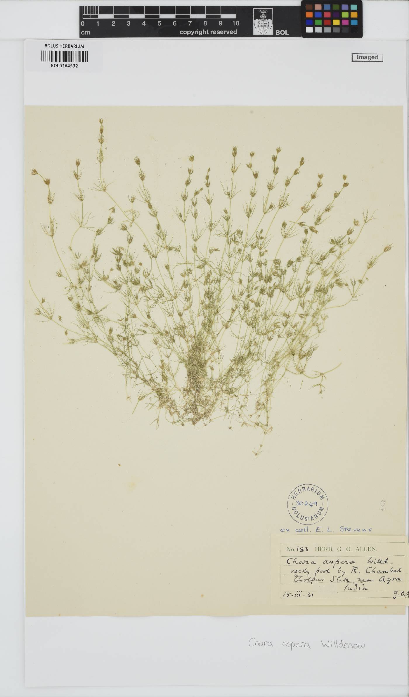 Chara aspera image