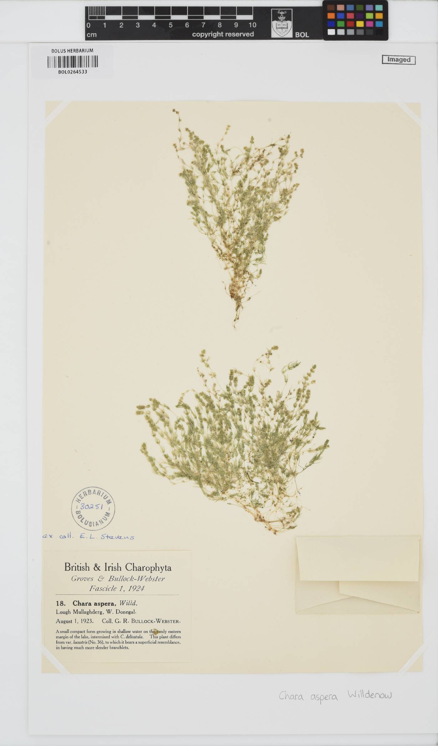 Chara aspera image