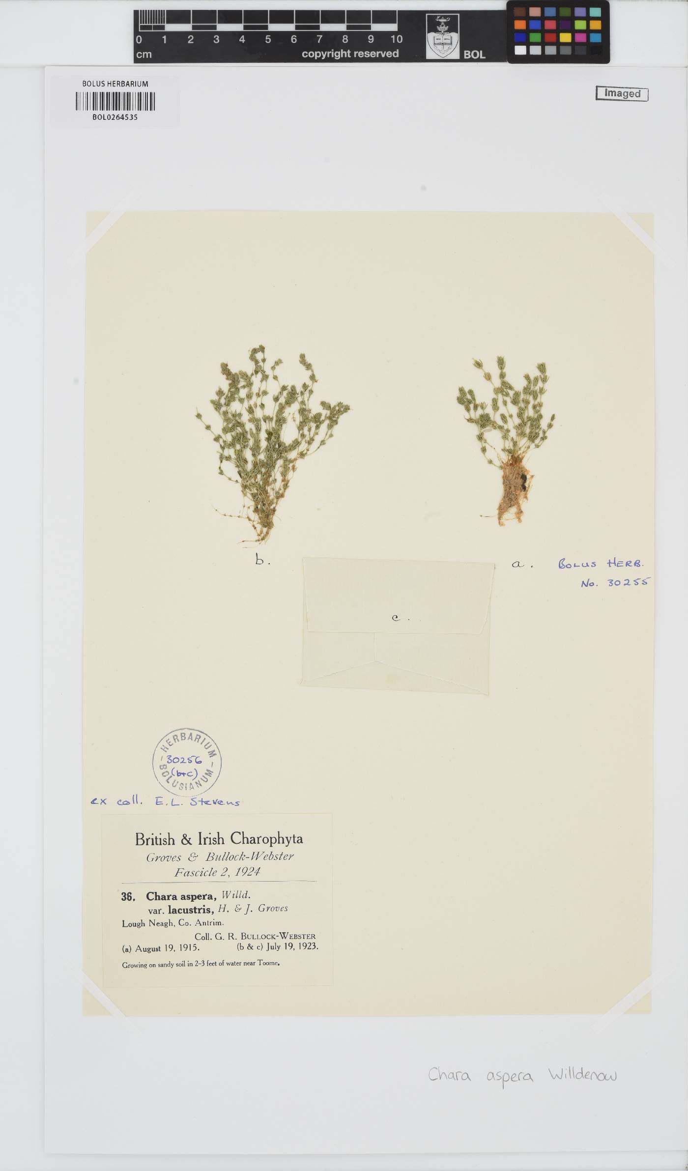 Chara aspera image