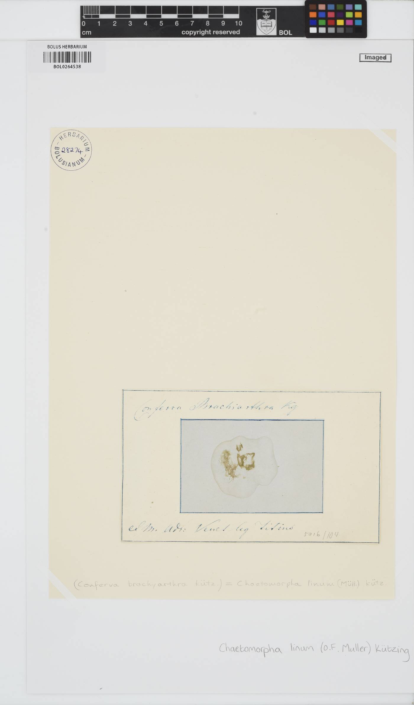 Chaetomorpha linum image