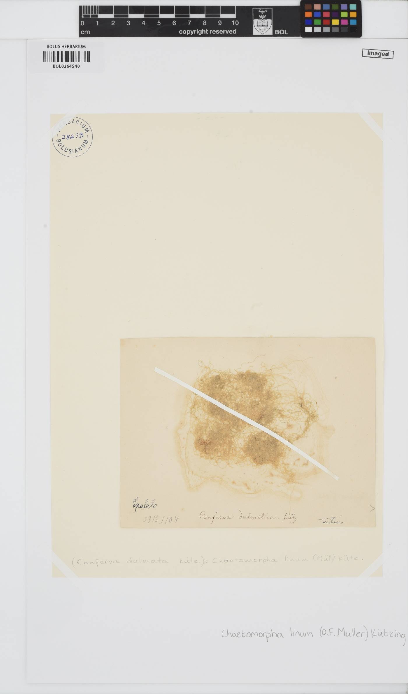 Chaetomorpha linum image