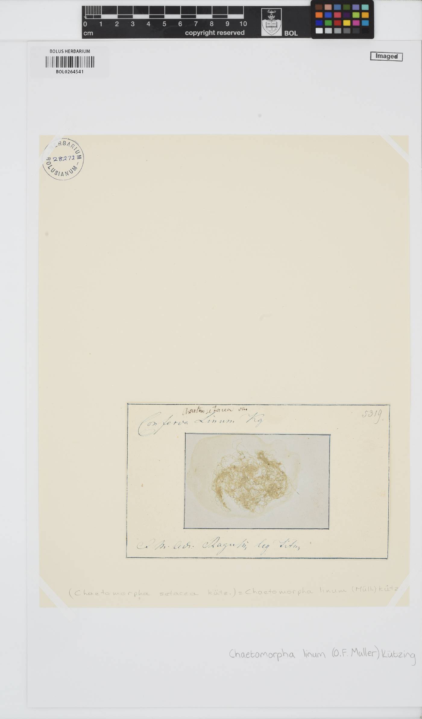 Chaetomorpha linum image