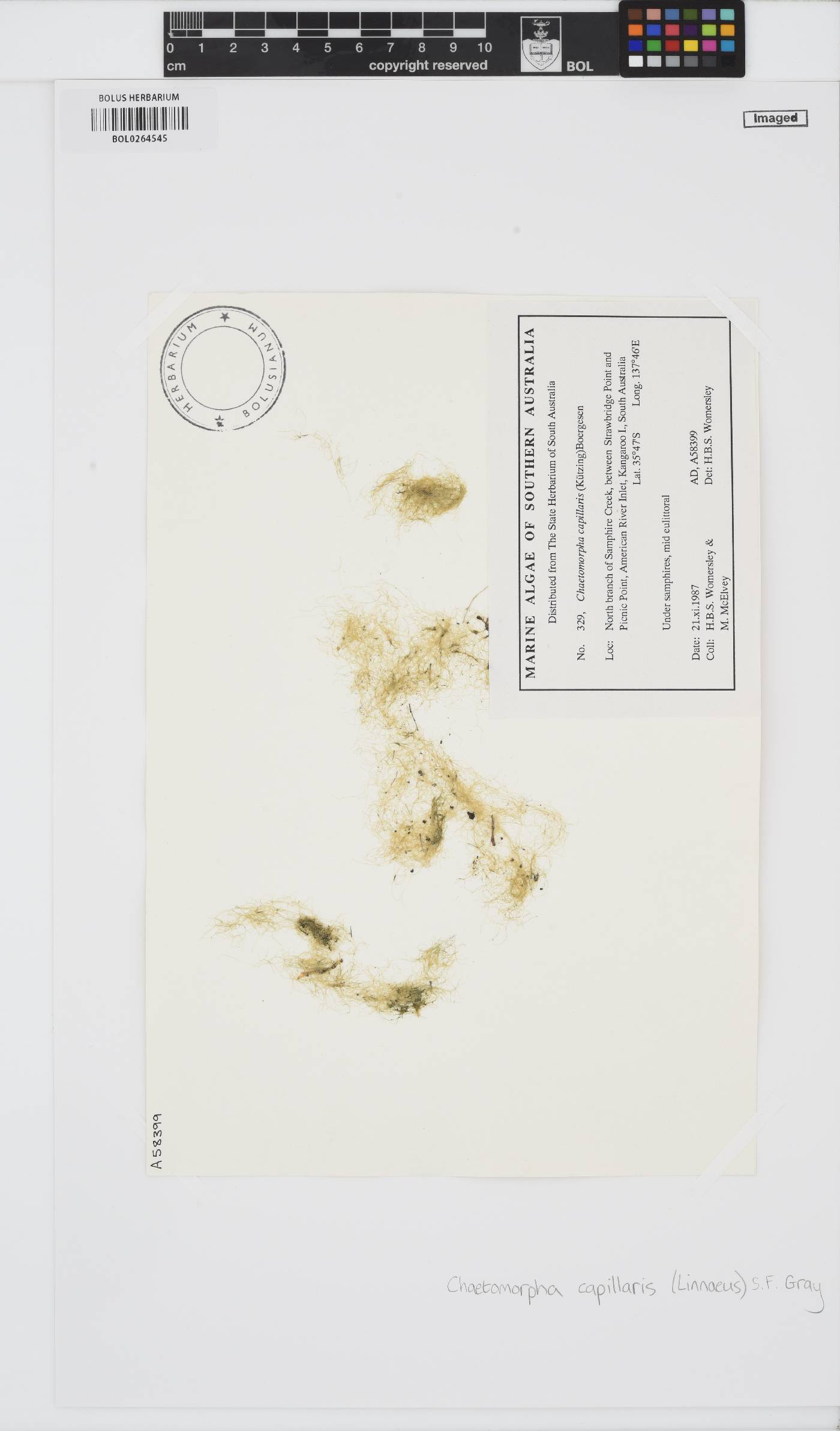 Chaetomorpha ligustica image