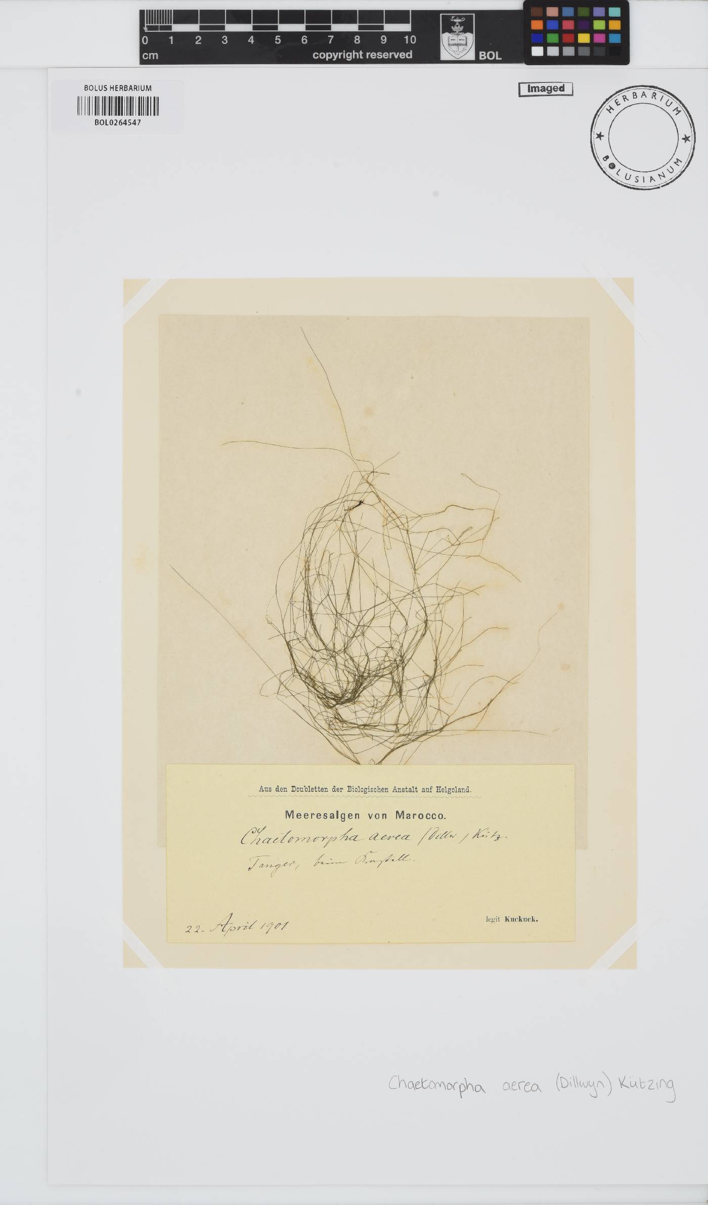 Chaetomorpha aerea image