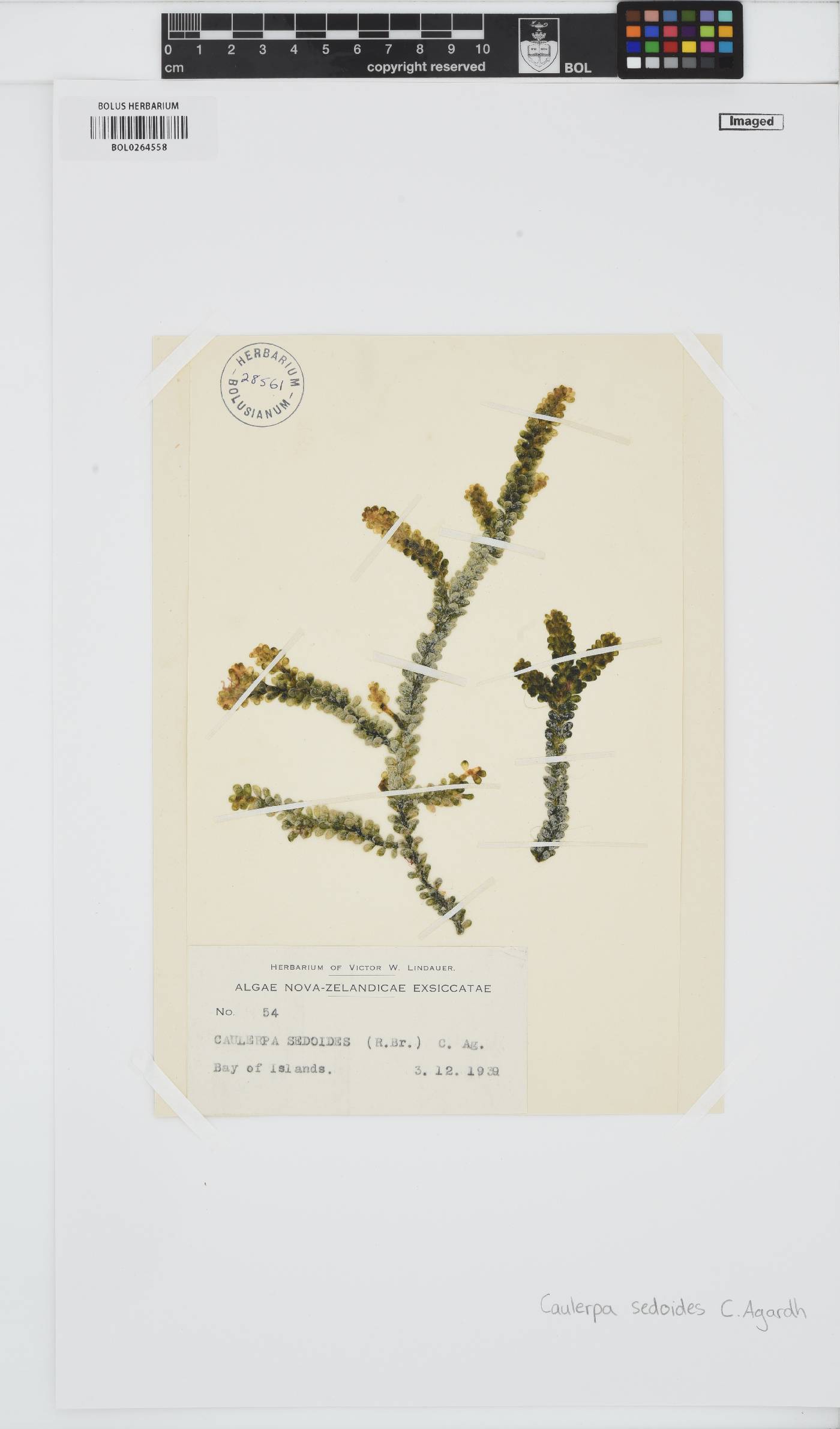 Caulerpa sedoides image