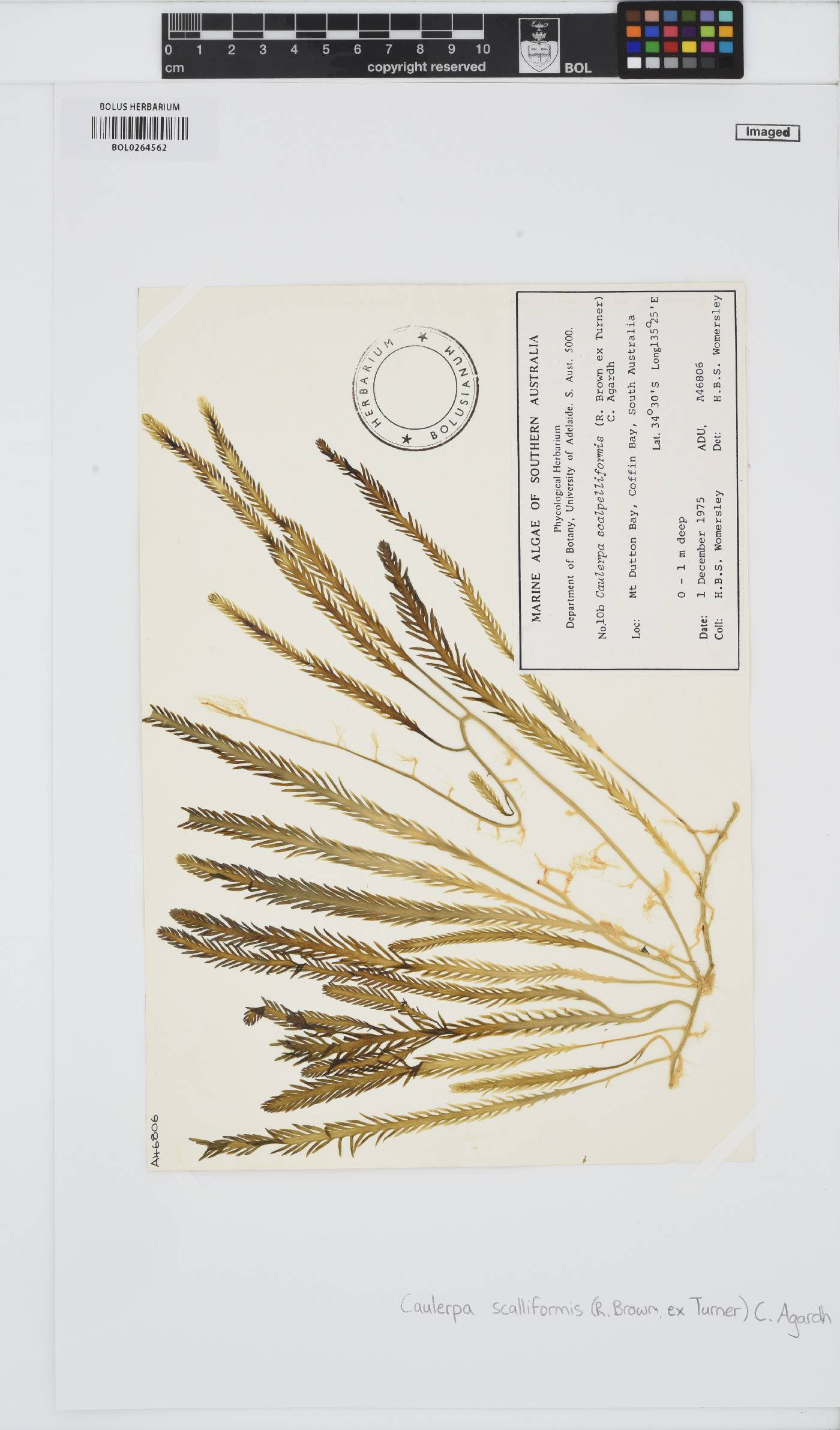 Caulerpa scalpelliformis image