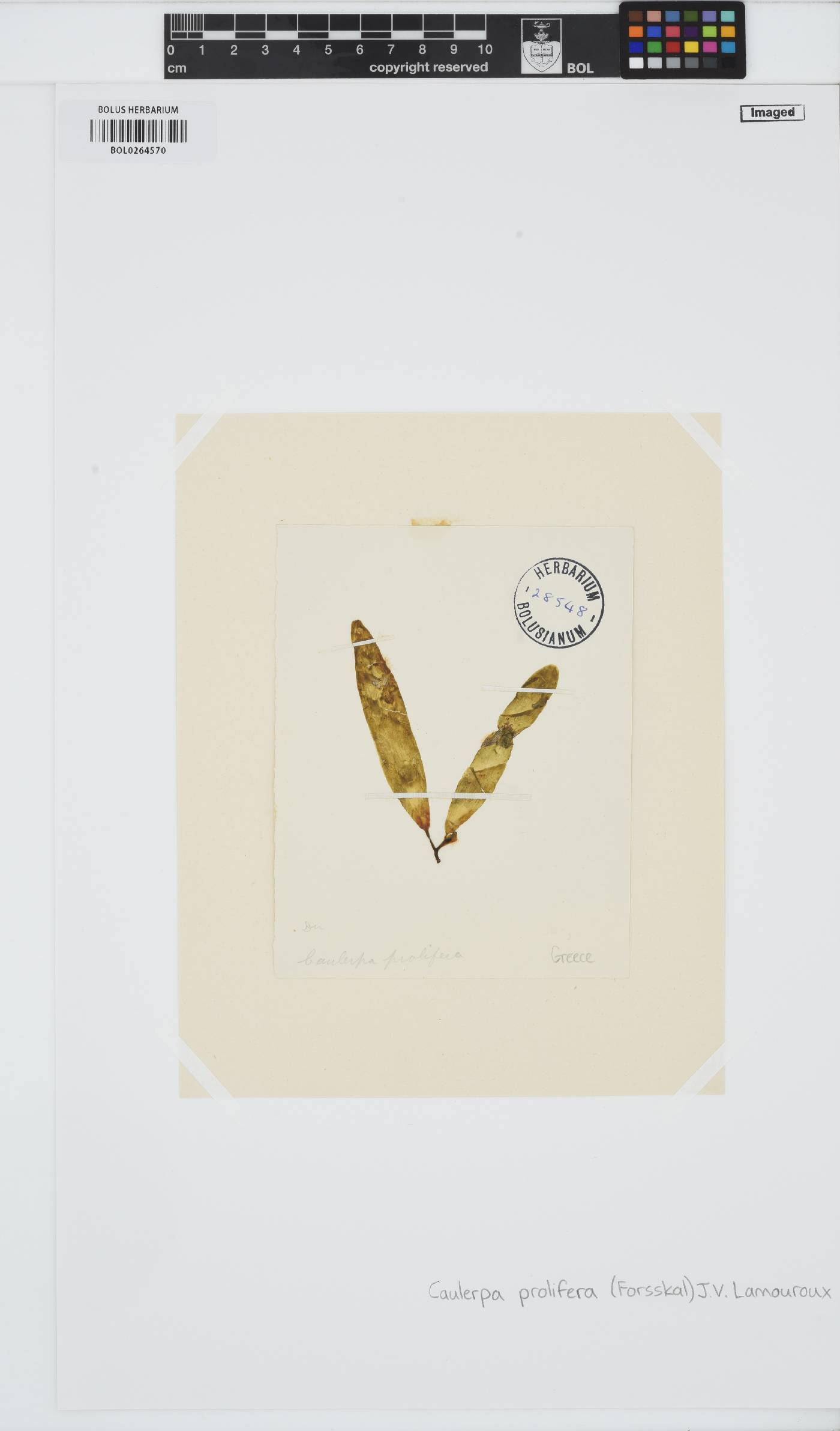 Caulerpa prolifera image