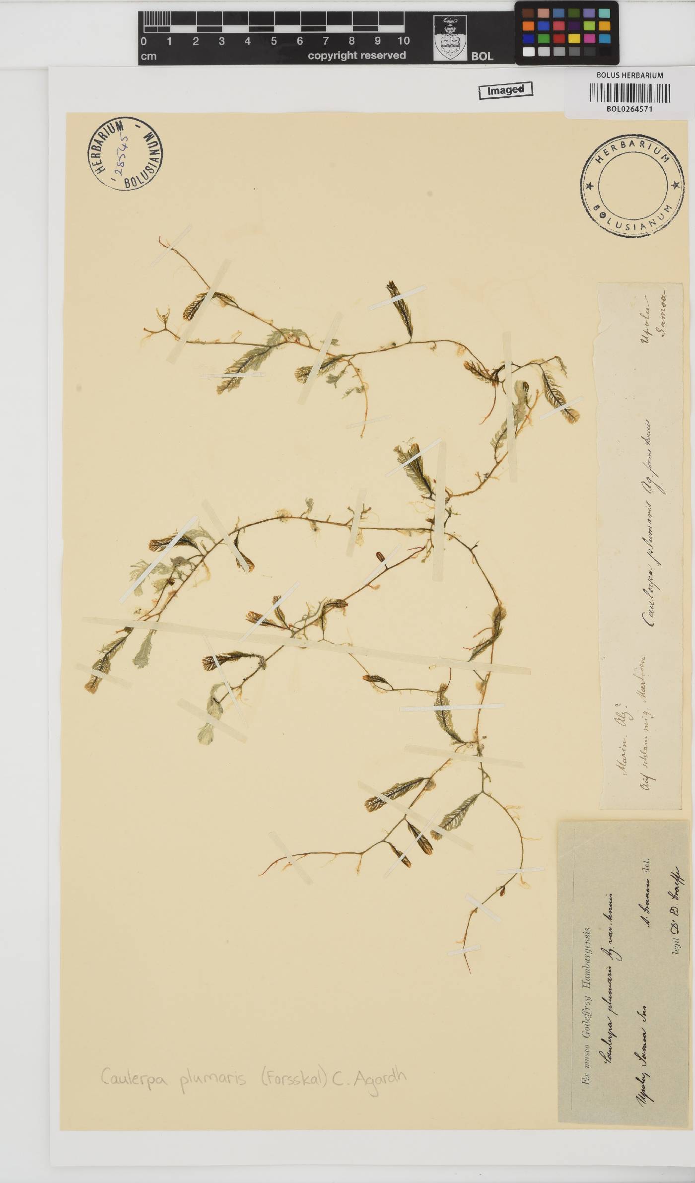 Caulerpa sertularioides image