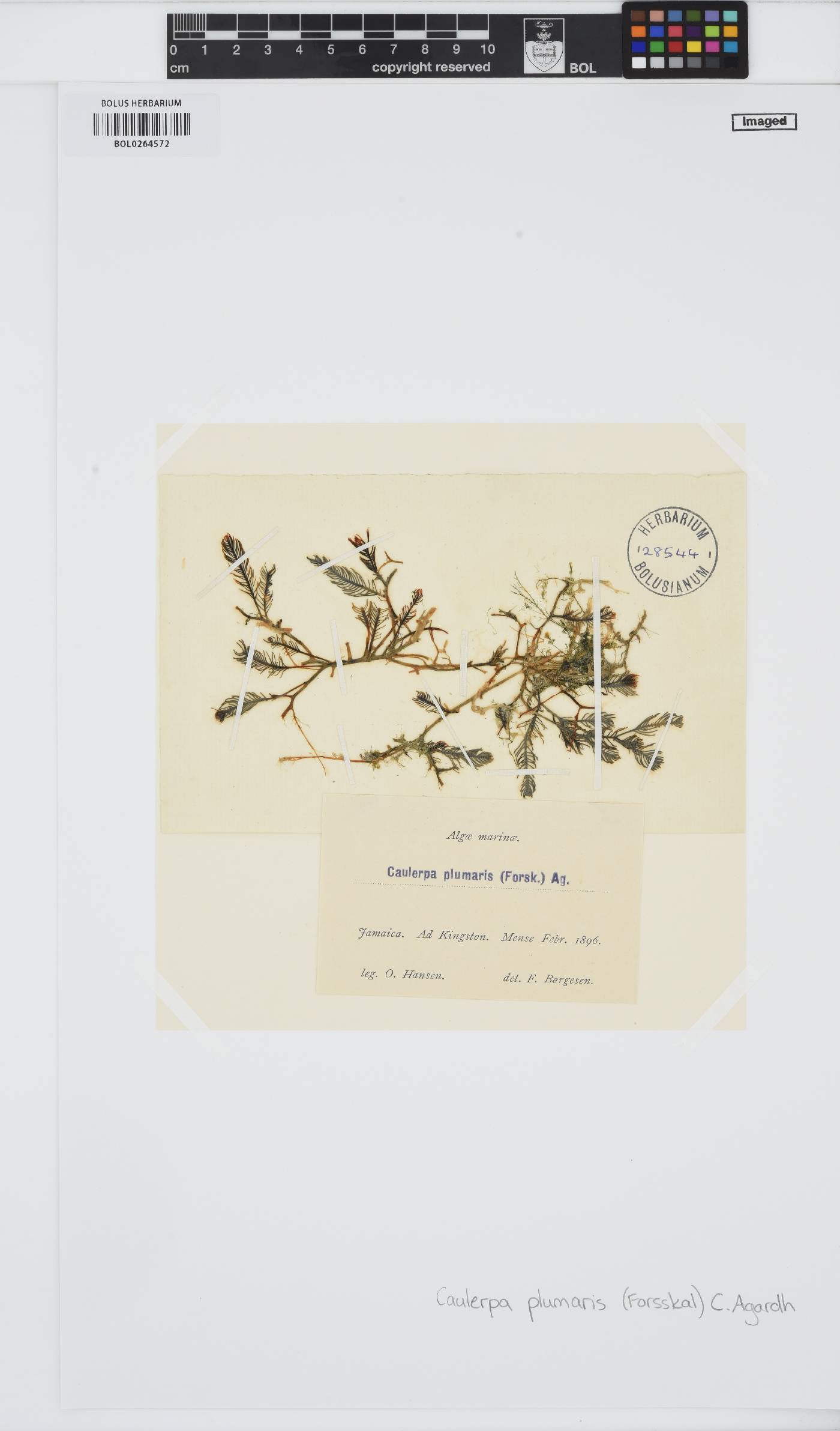 Caulerpa sertularioides image