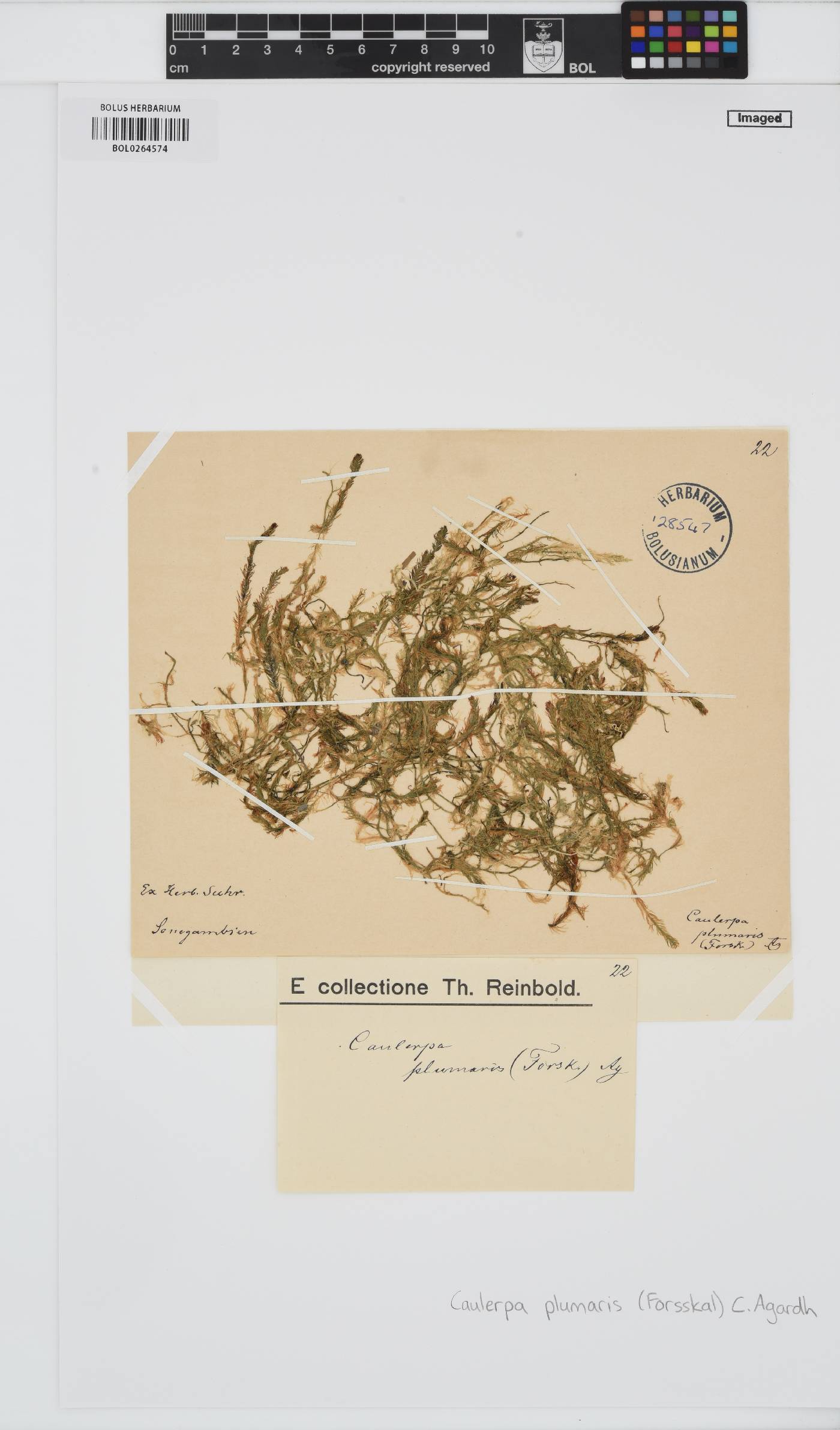 Caulerpa sertularioides image