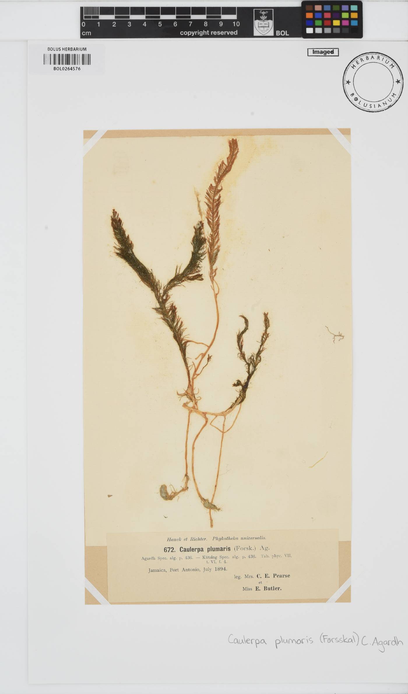 Caulerpa sertularioides image