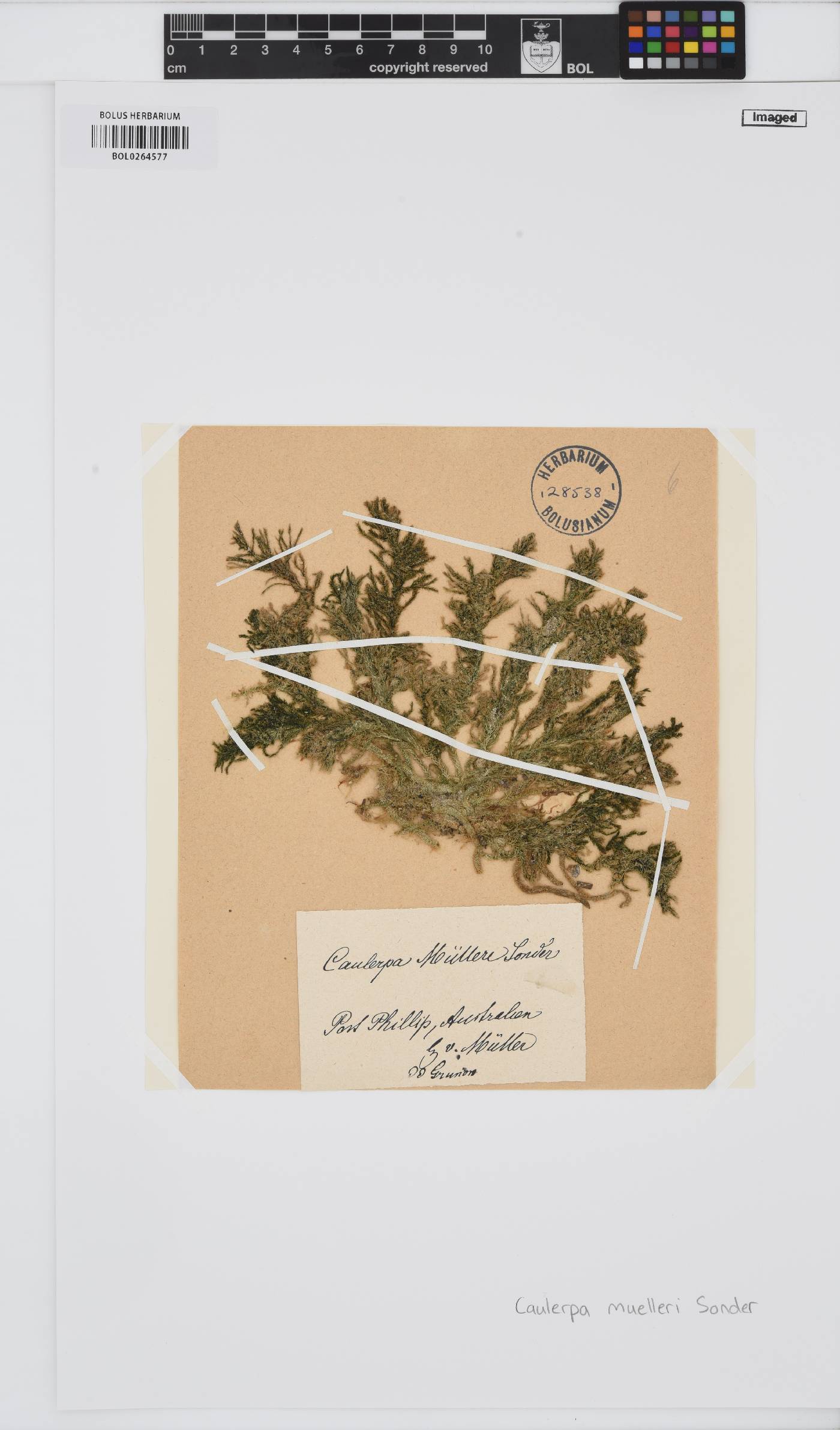 Caulerpa muelleri image
