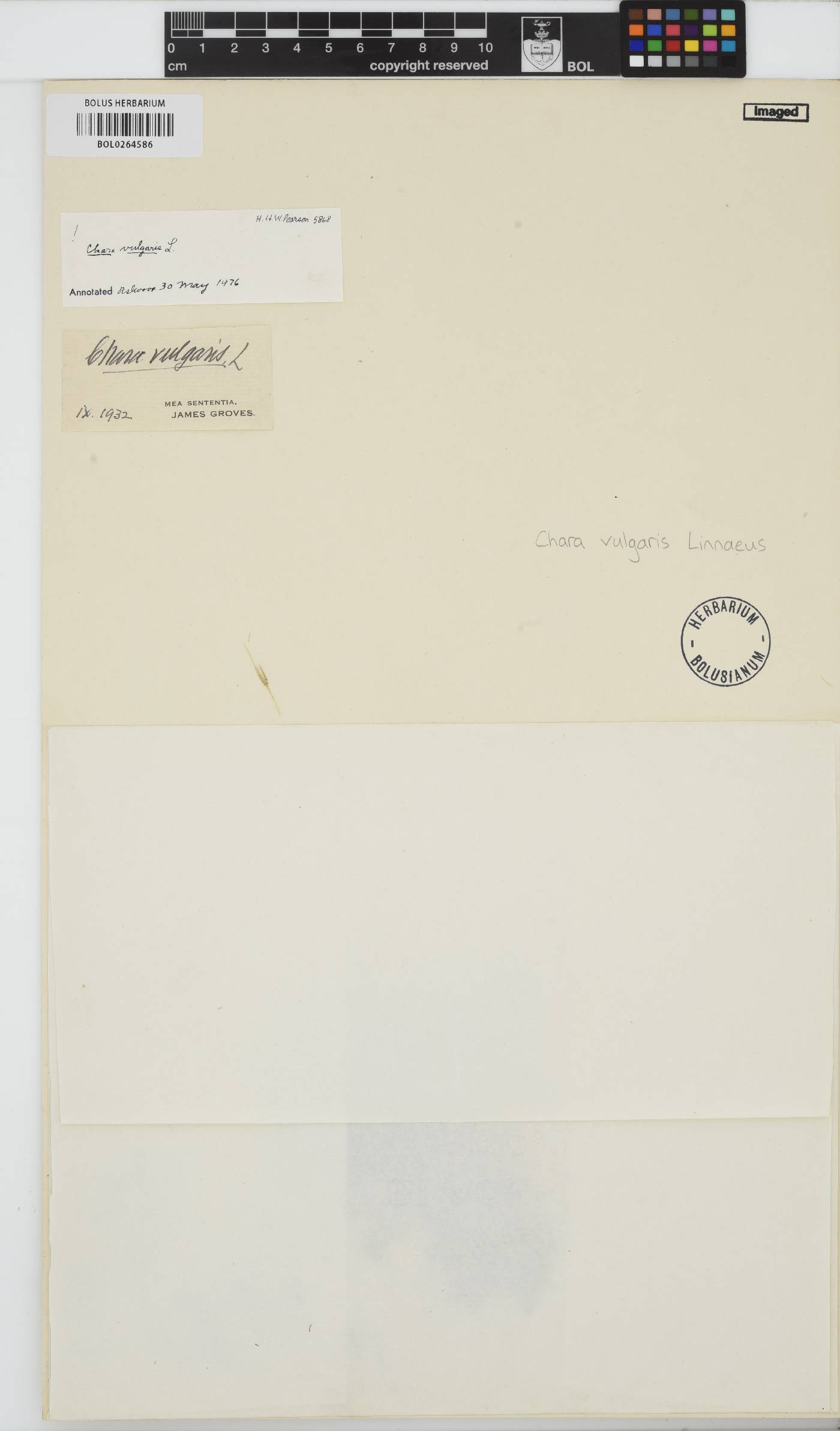 Chara vulgaris image