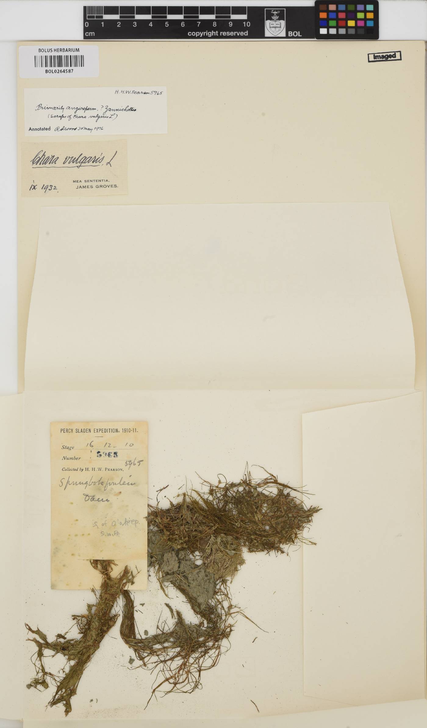 Chara vulgaris image