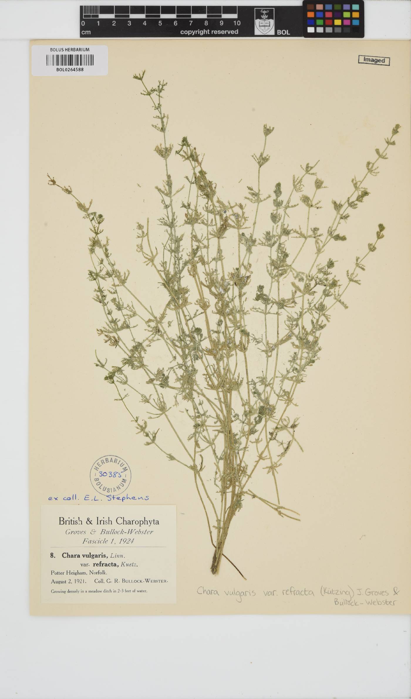 Chara vulgaris image