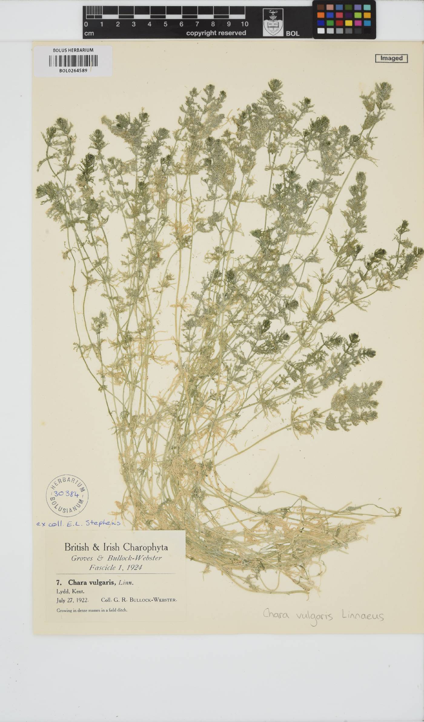 Chara vulgaris image