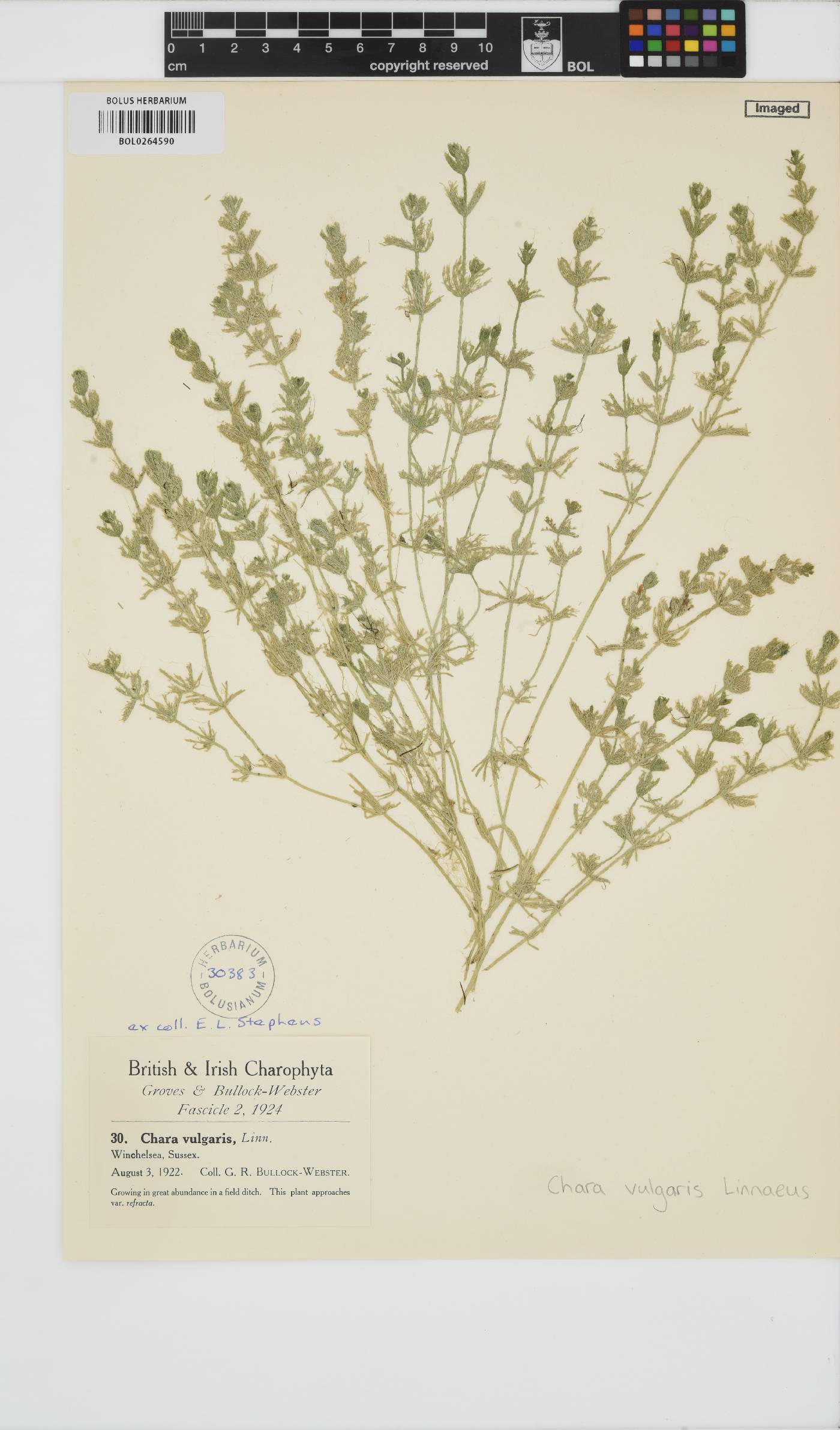 Chara vulgaris image