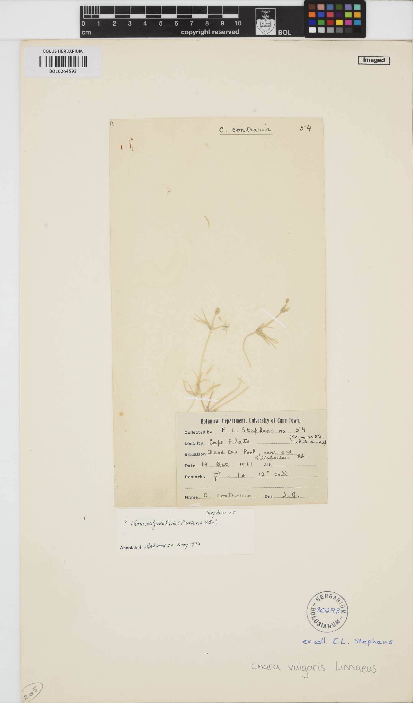 Characeae image