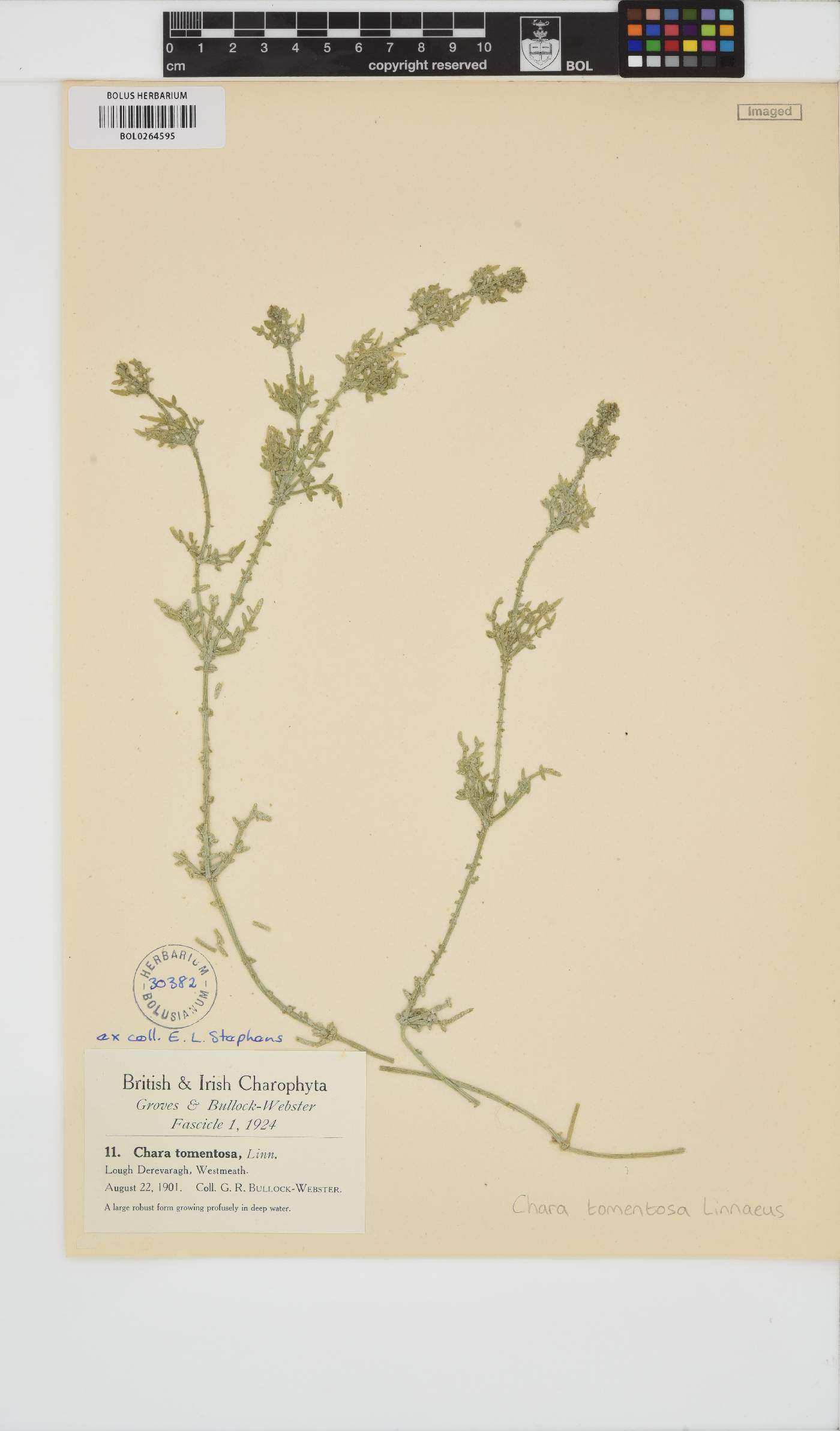 Chara tomentosa image