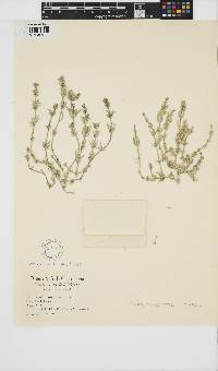 Chara tomentosa image