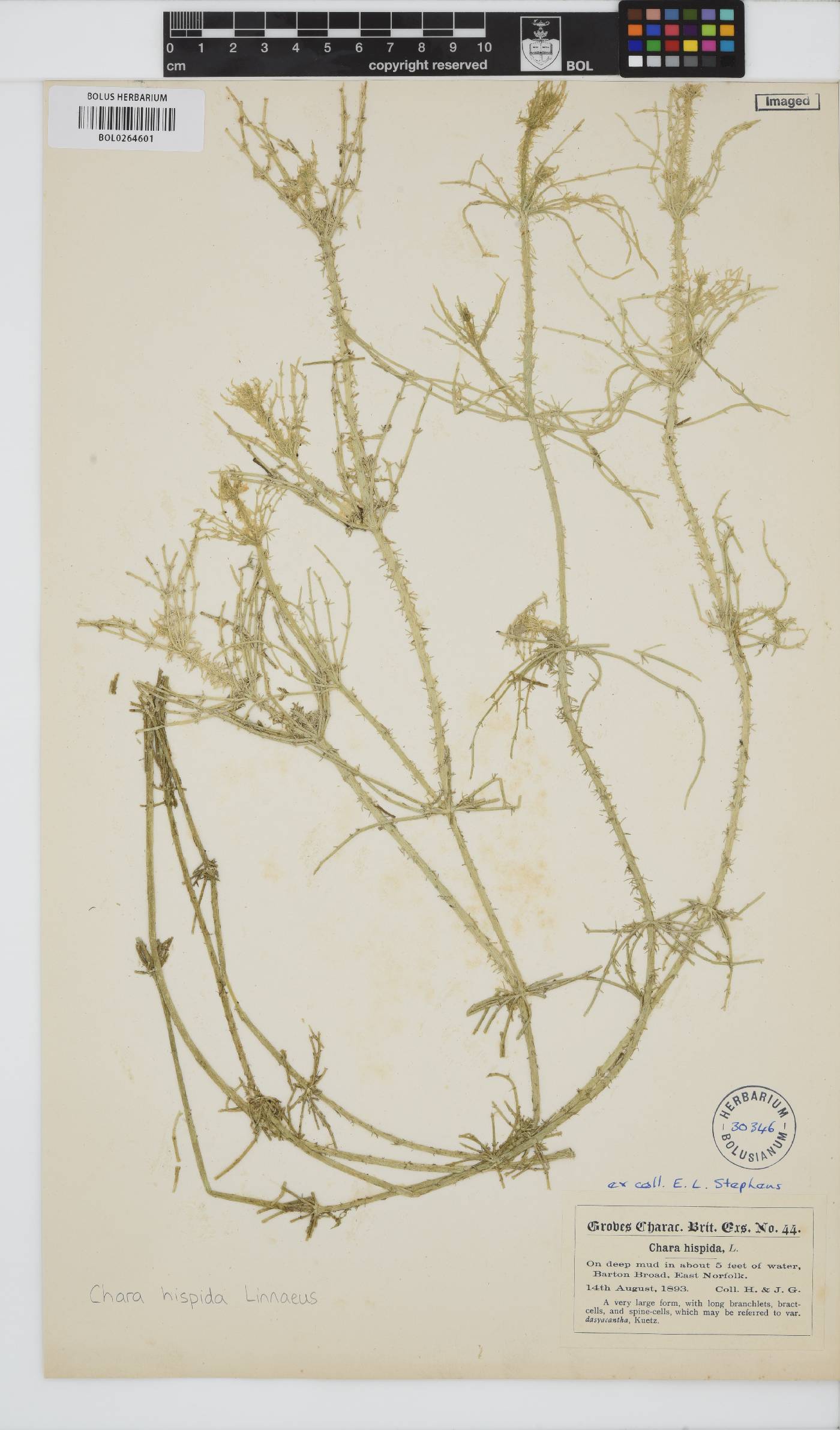 Chara hispida image