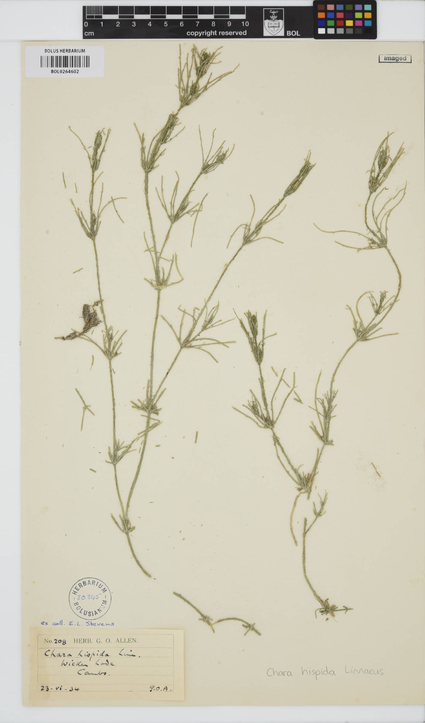 Chara hispida image