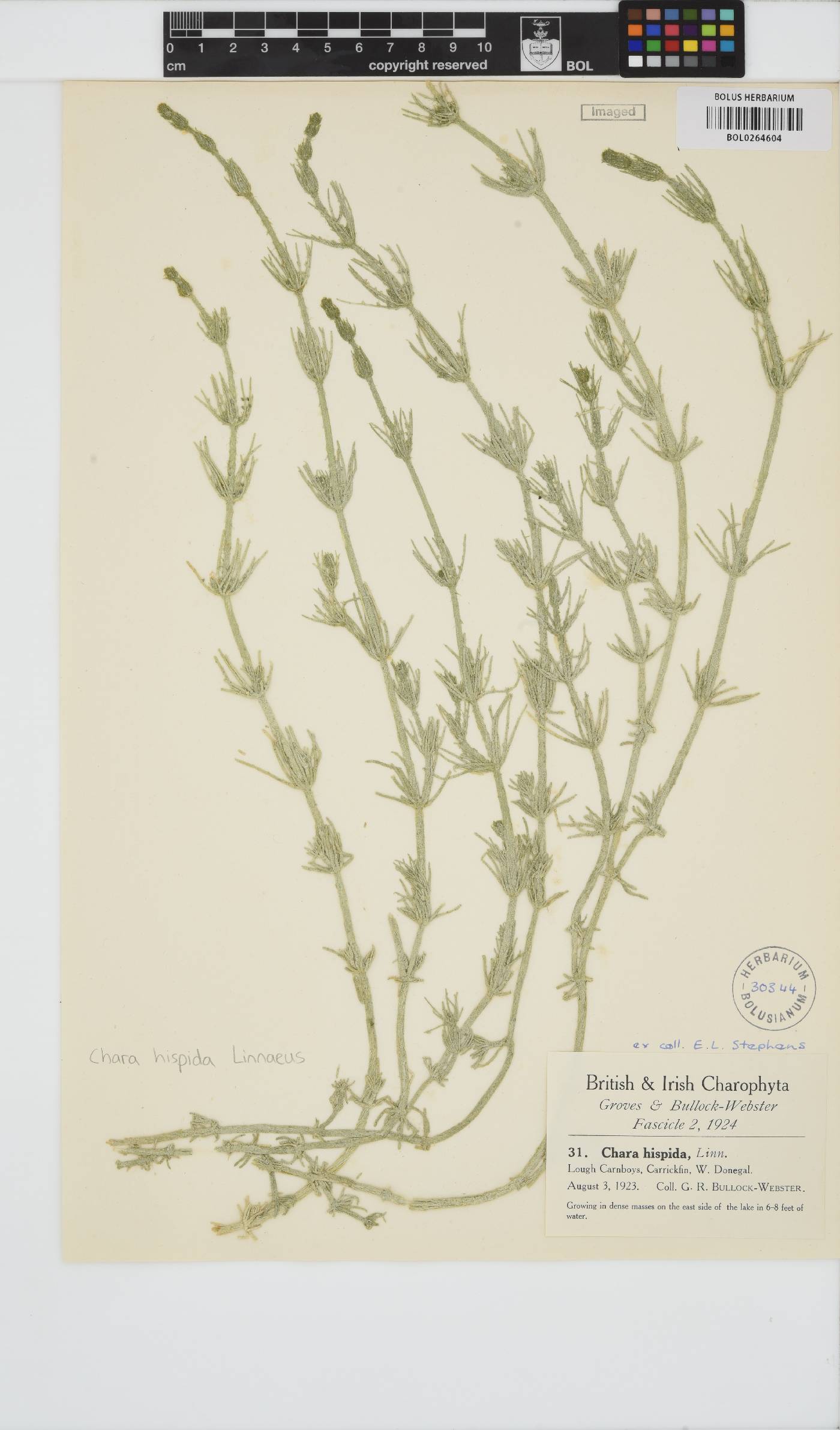 Chara hispida image