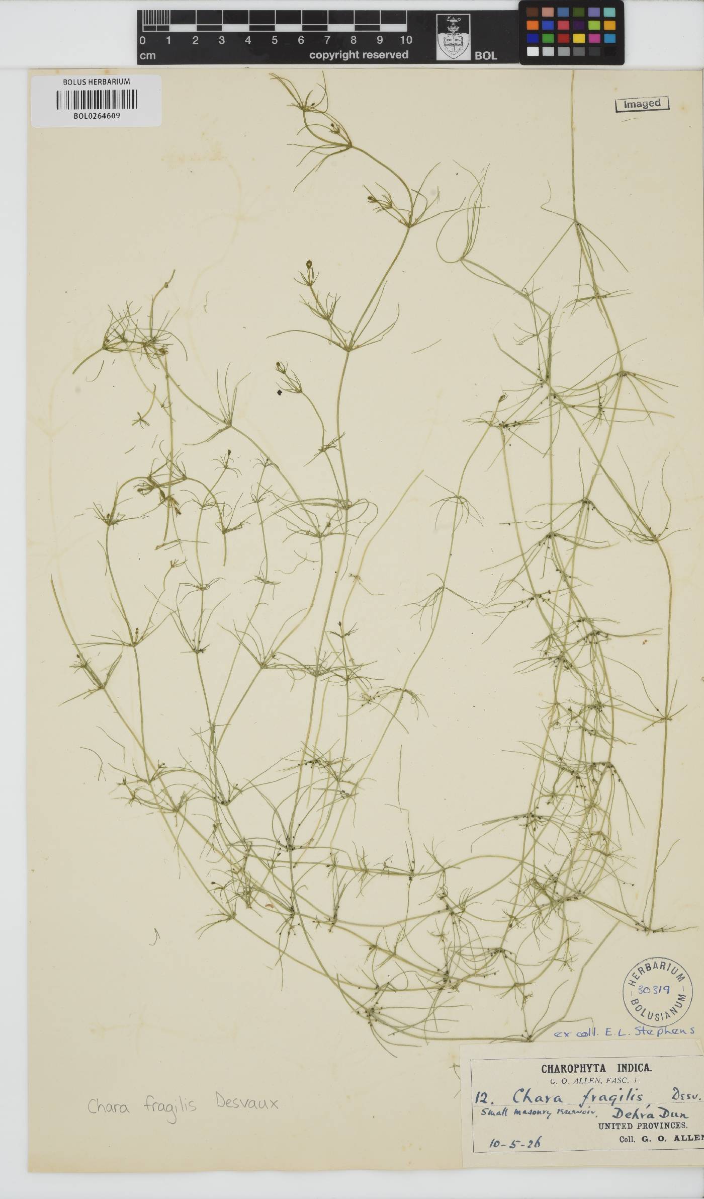 Chara globularis image