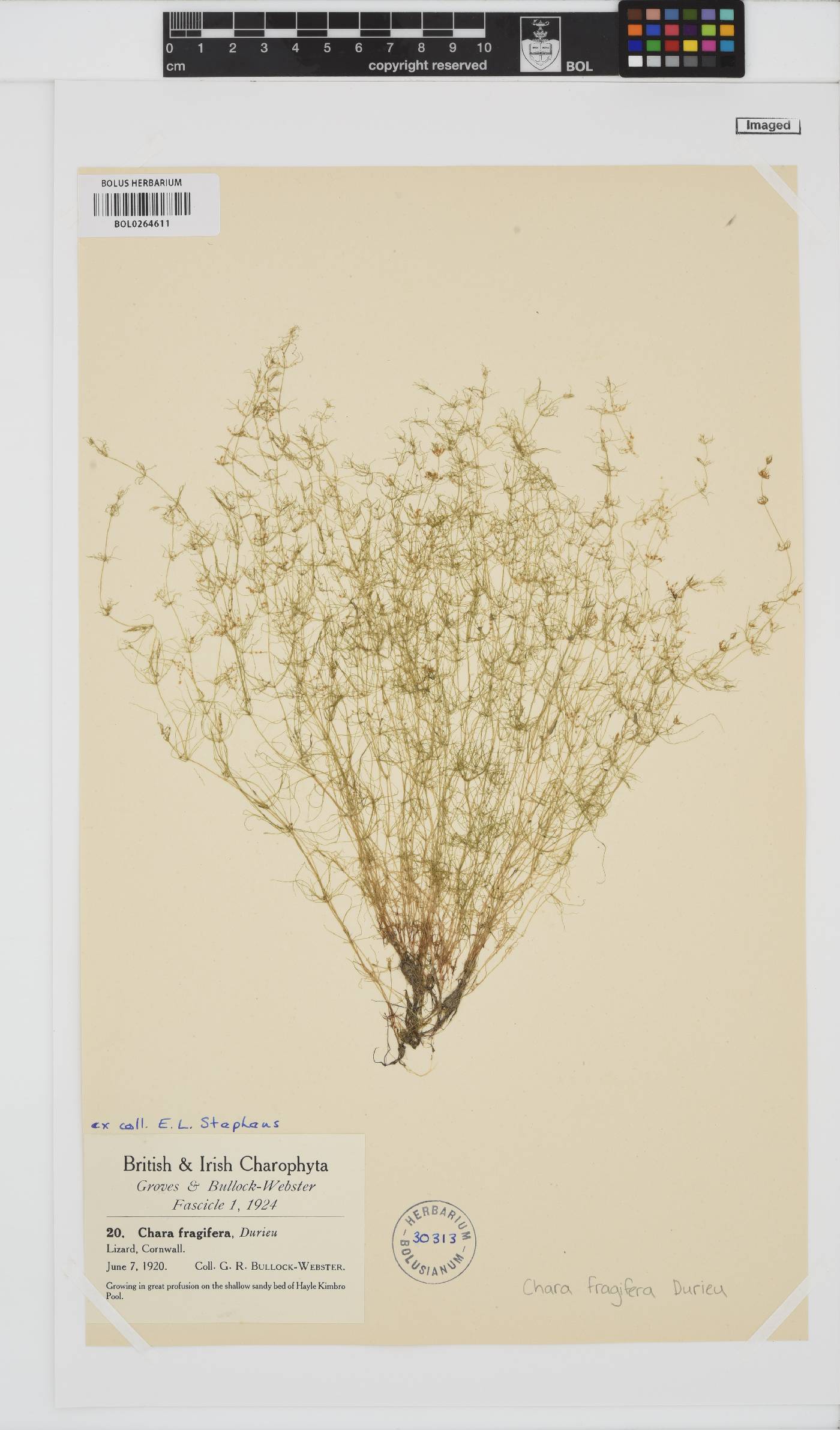 Chara fragifera image