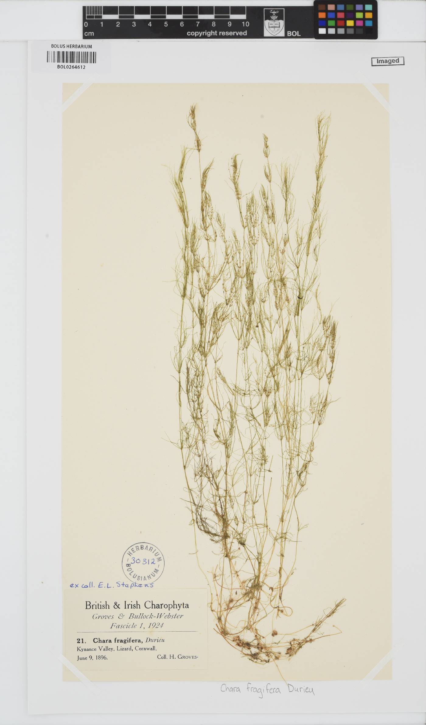 Chara fragifera image