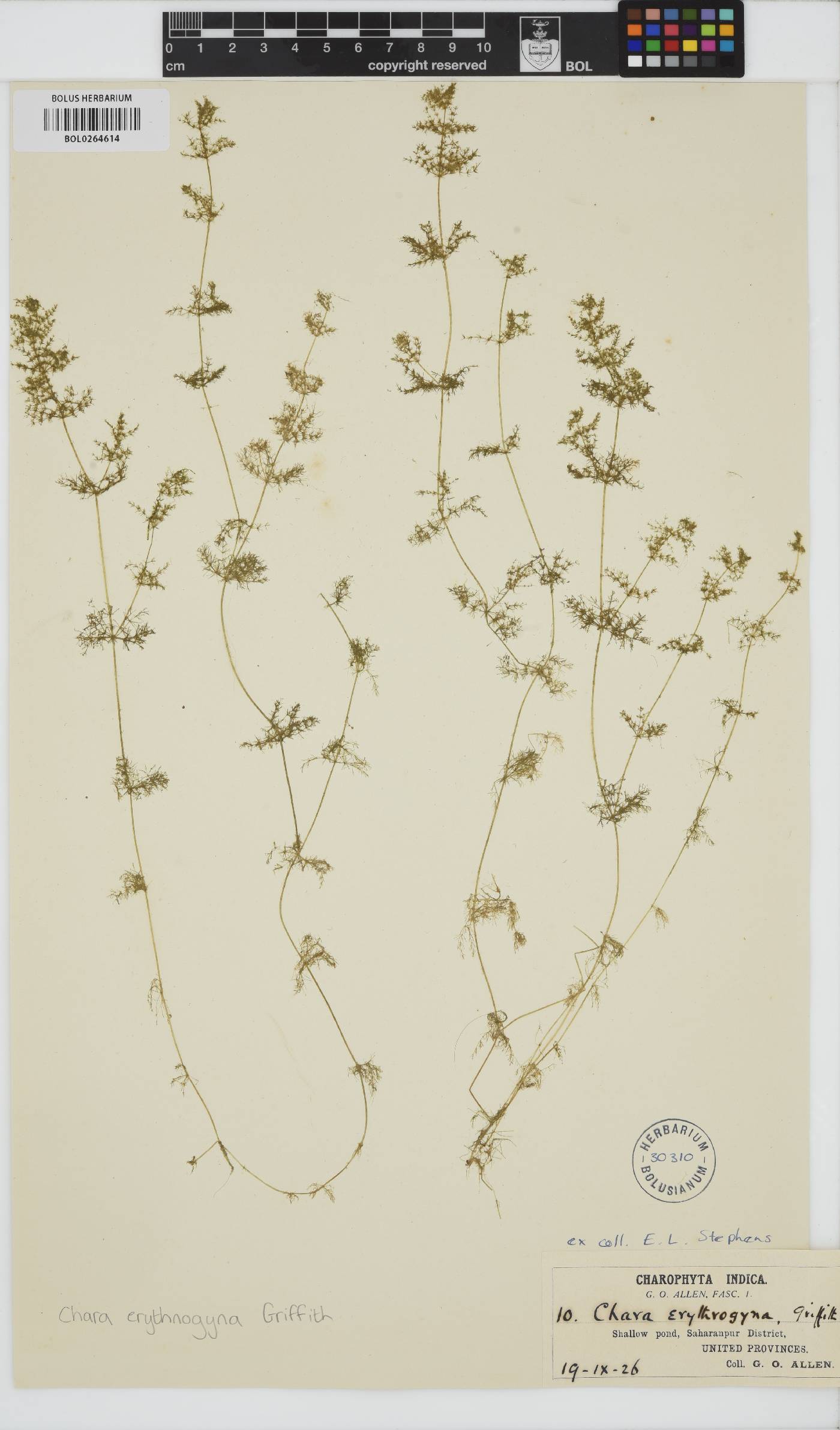 Chara erythnogyna image