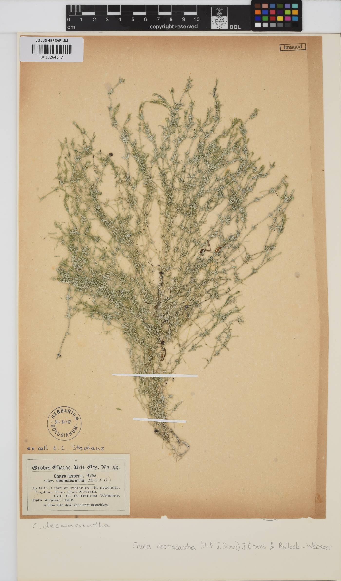 Chara aspera image