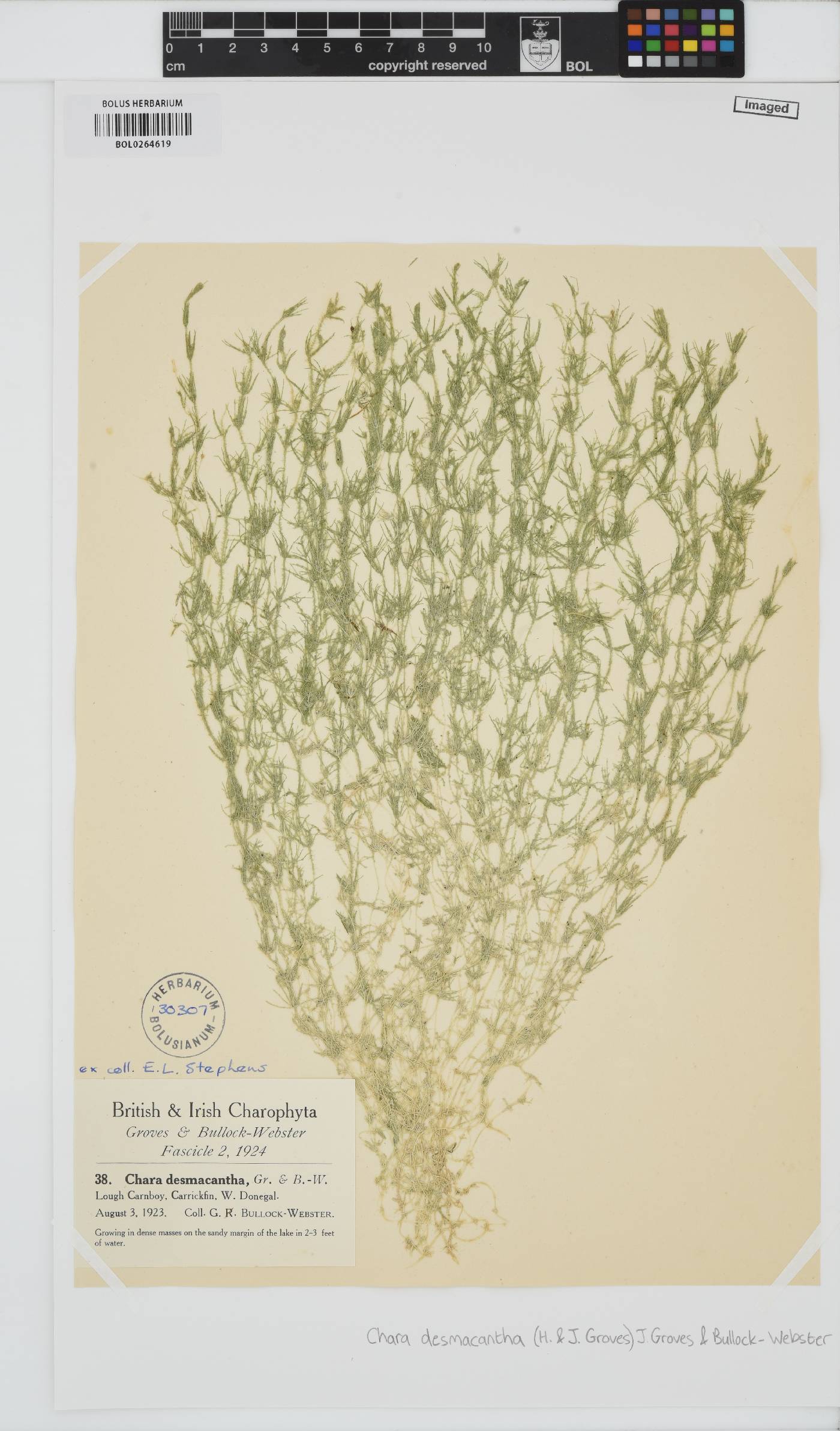 Chara aspera var. nodulifera image