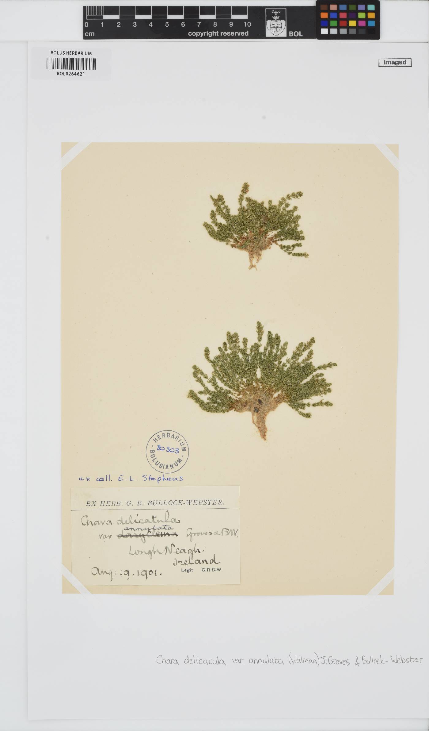 Chara virgata image