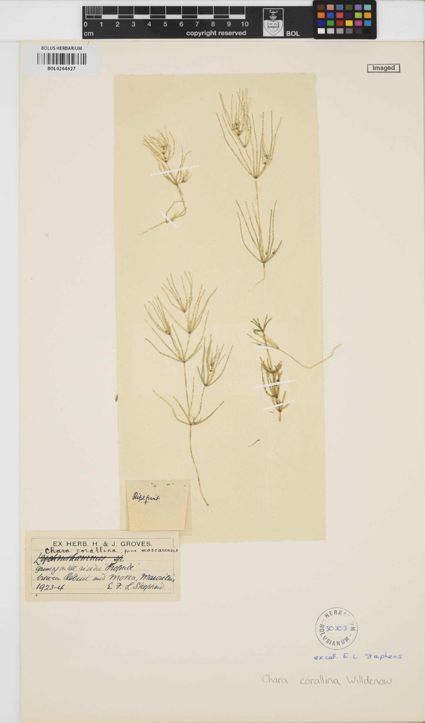 Chara corallina image