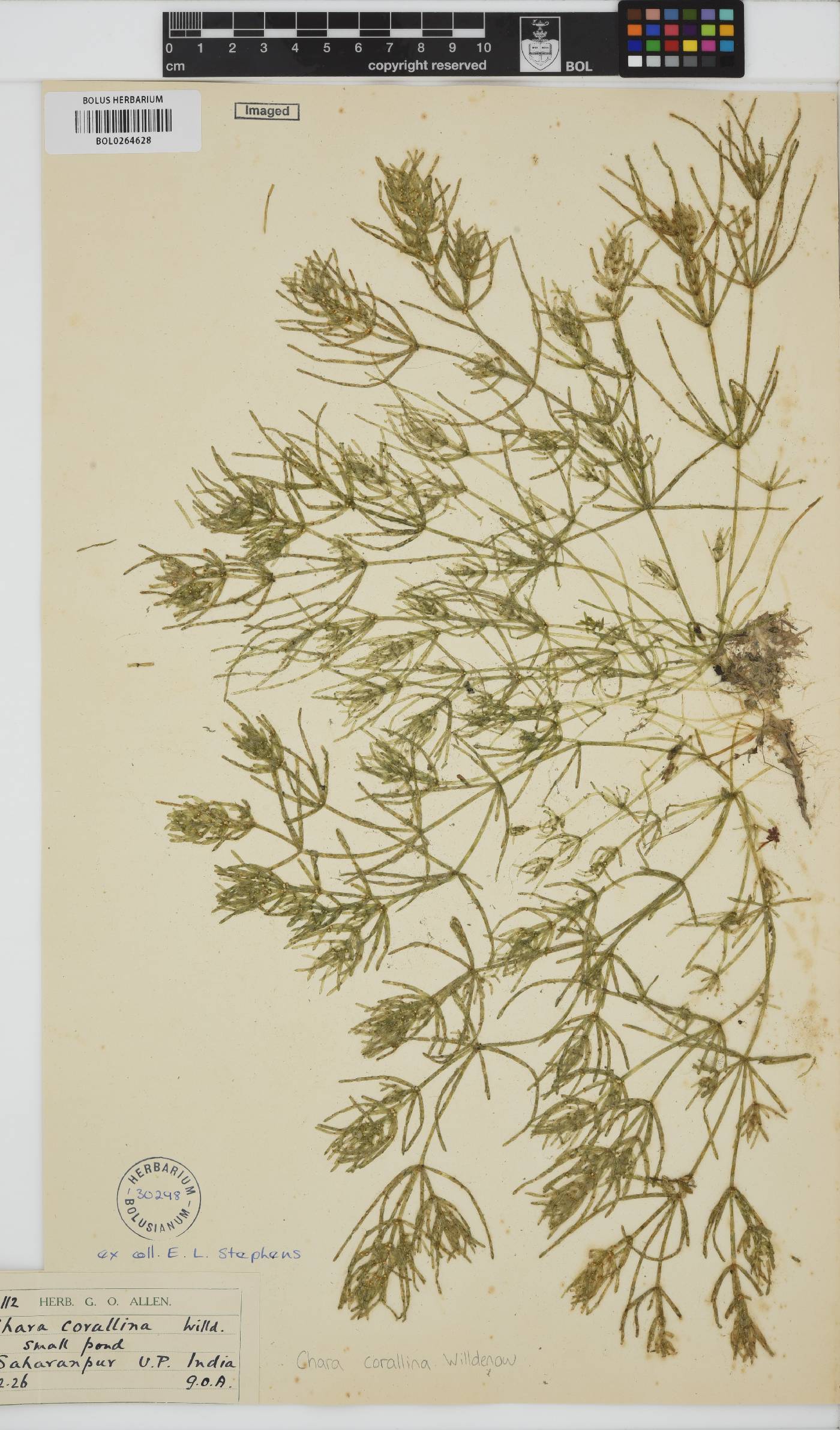 Chara corallina image