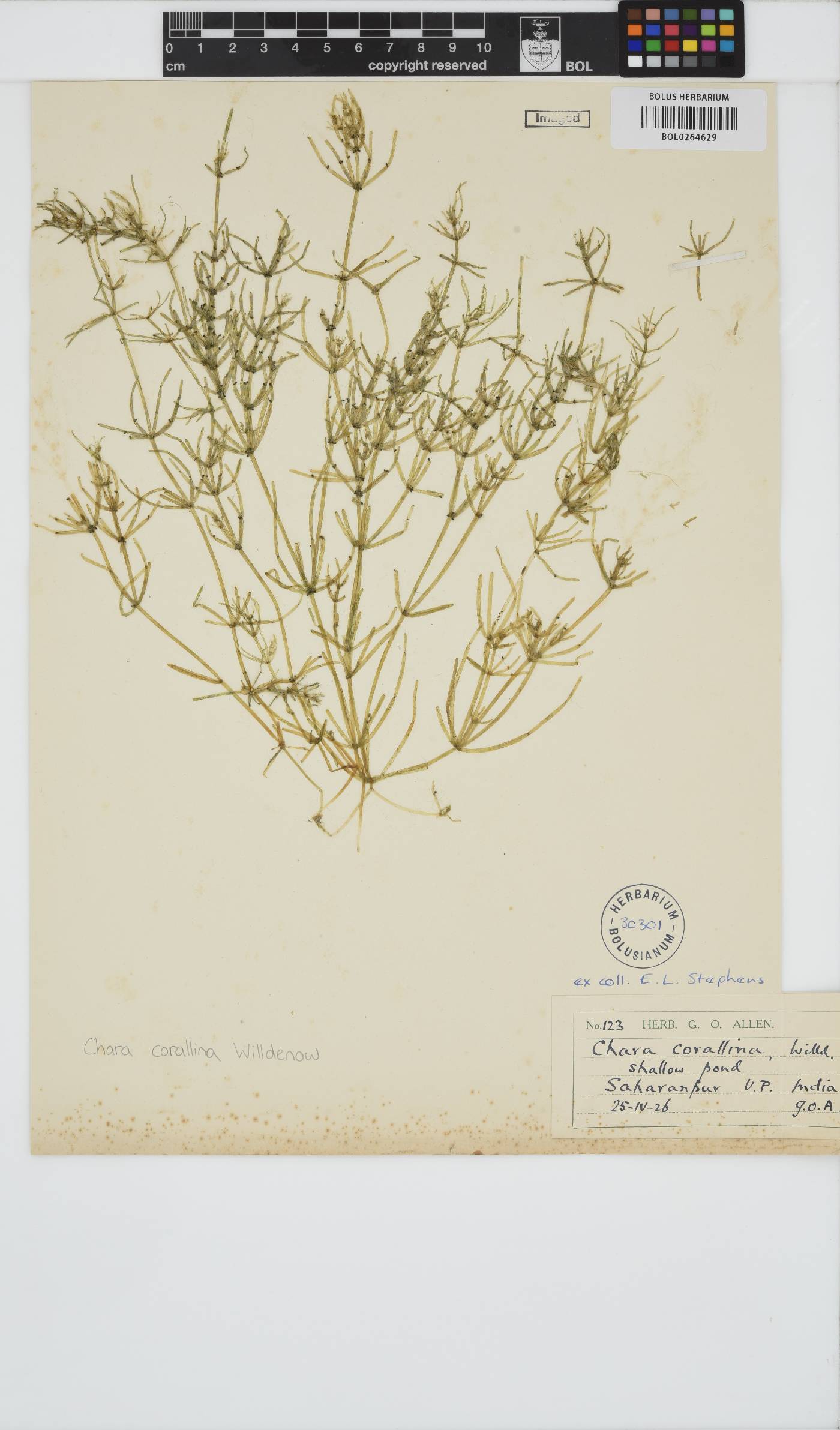 Chara corallina image