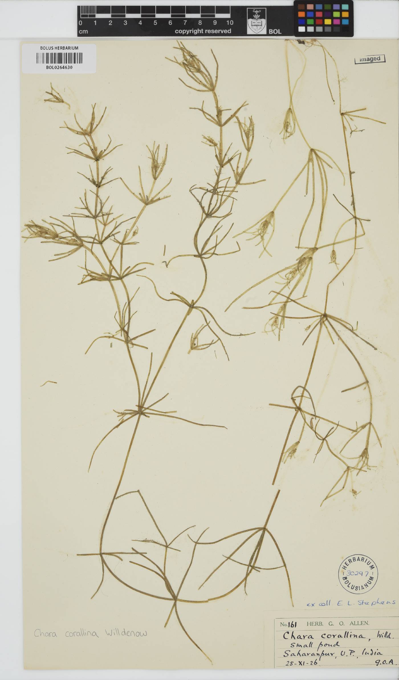 Chara corallina image