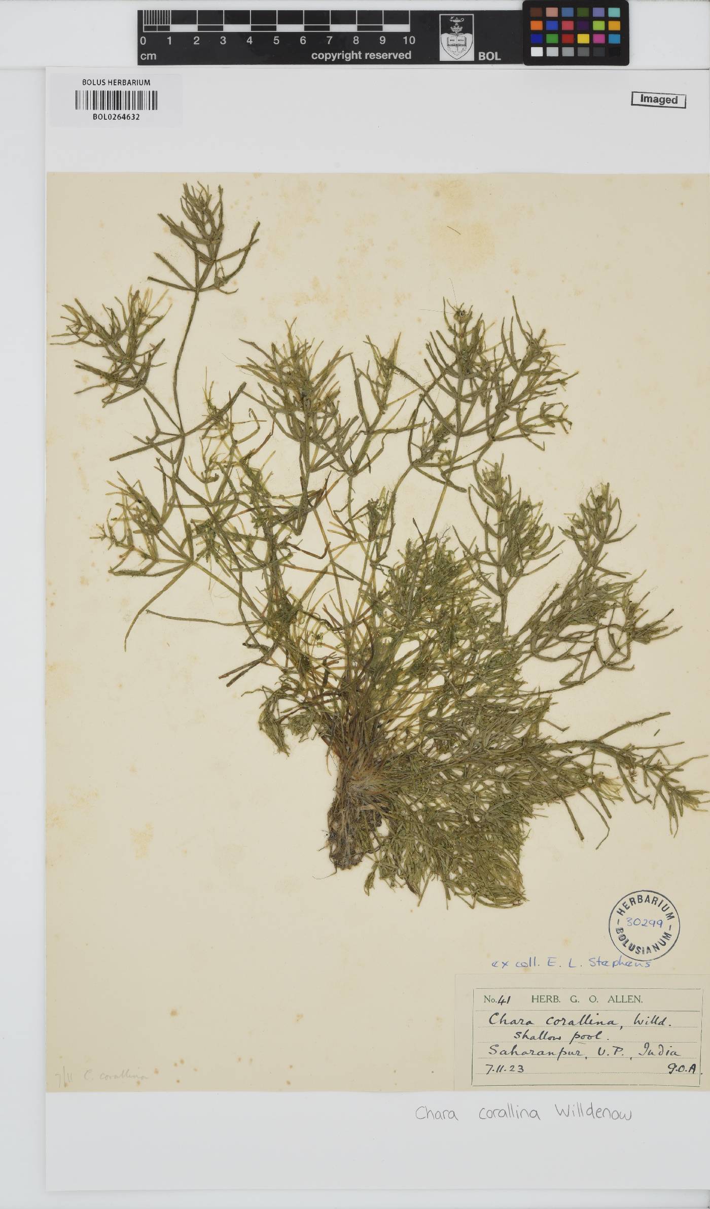 Chara corallina image
