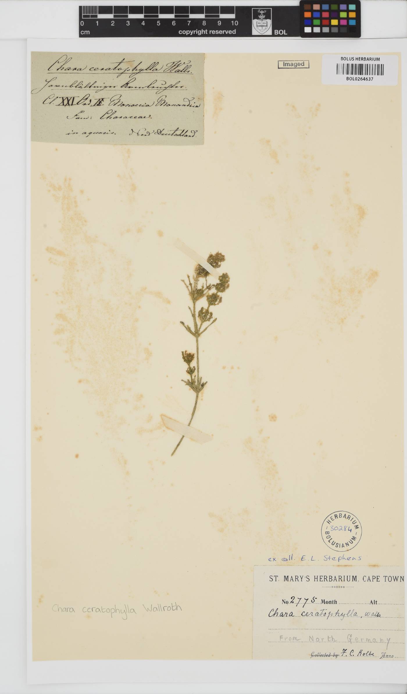 Chara tomentosa image