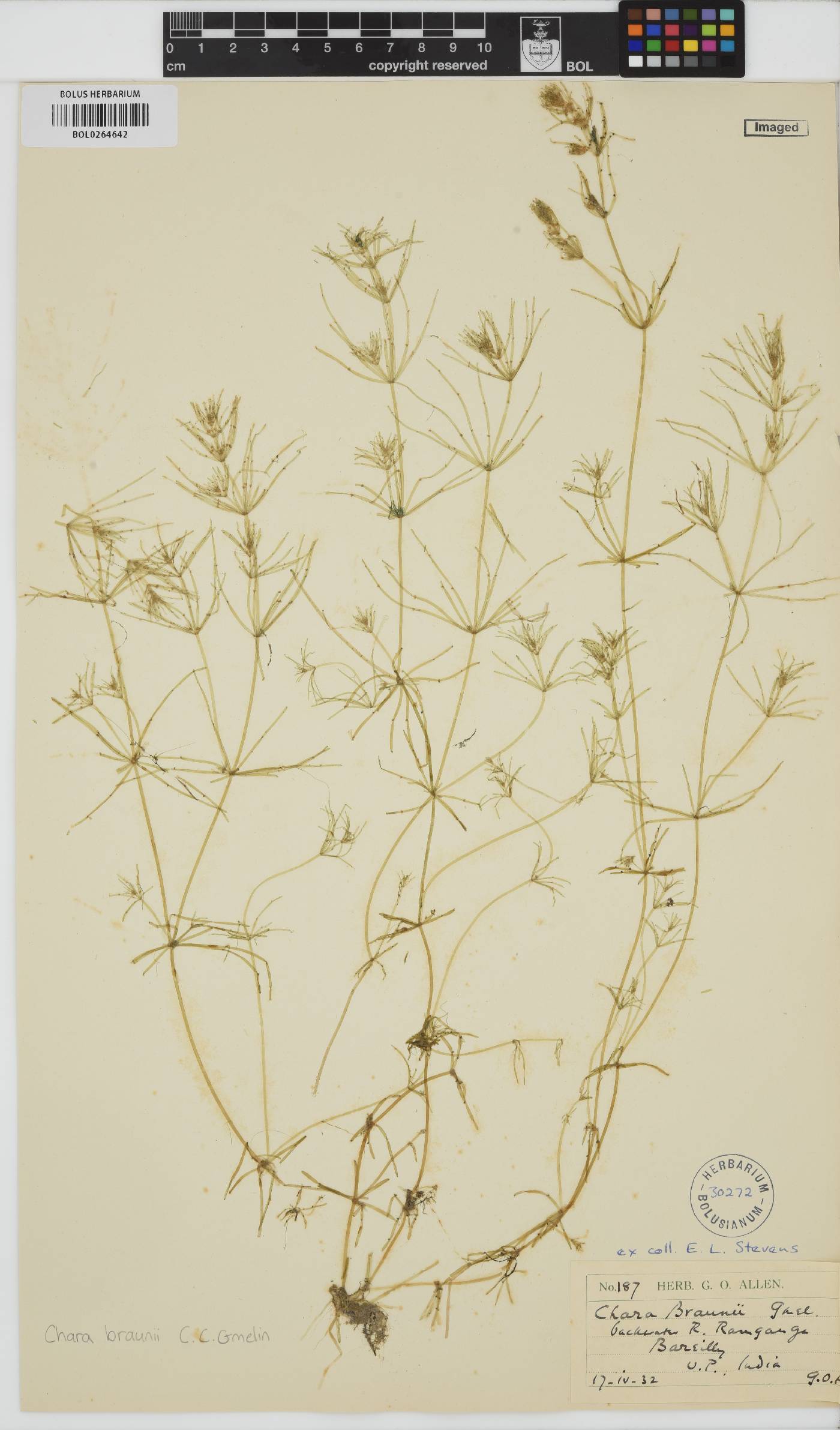 Chara braunii image